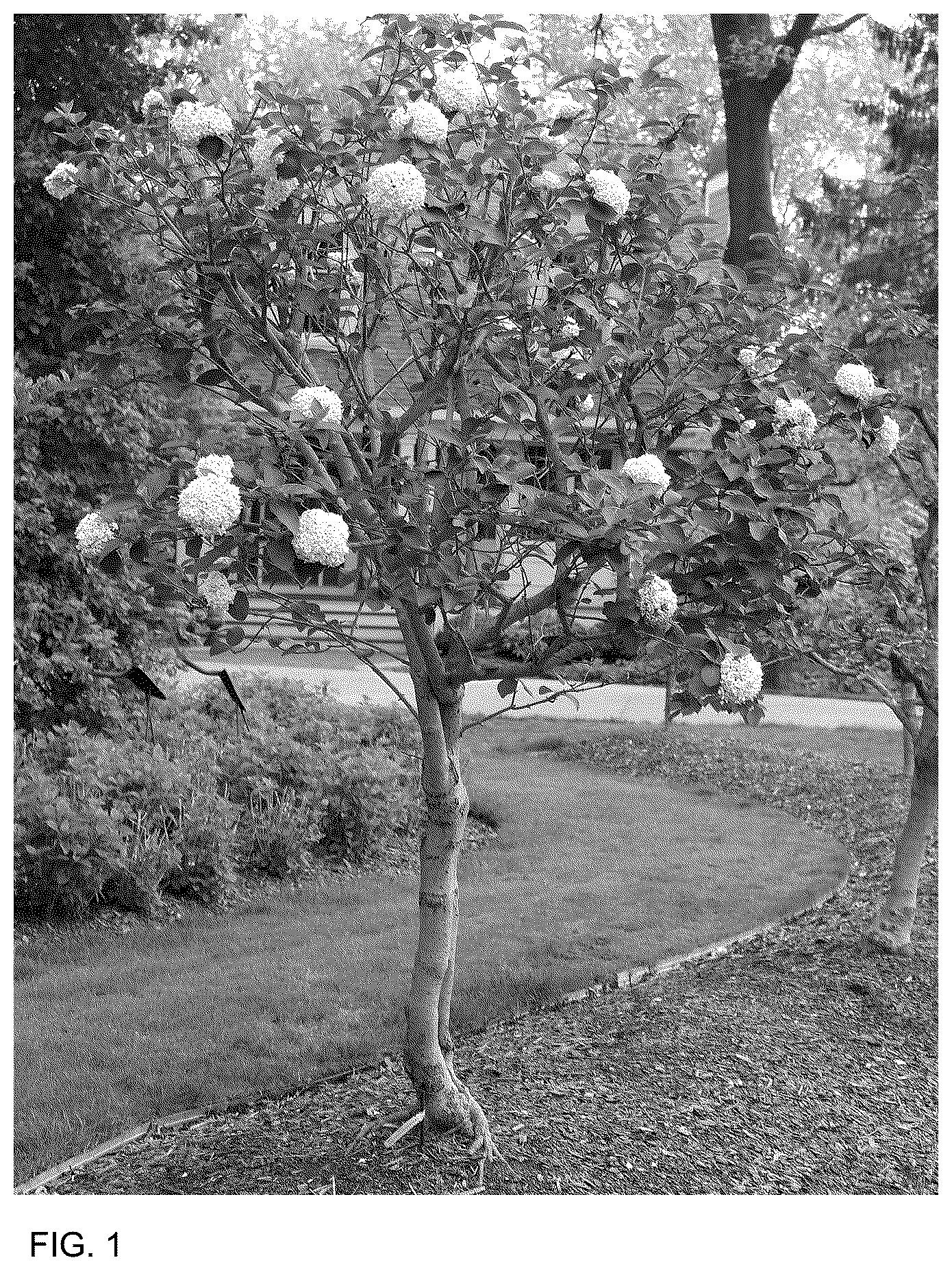 Patent USPP036732 Figure 1 – Viburnum plant named ‘SMNVCST’