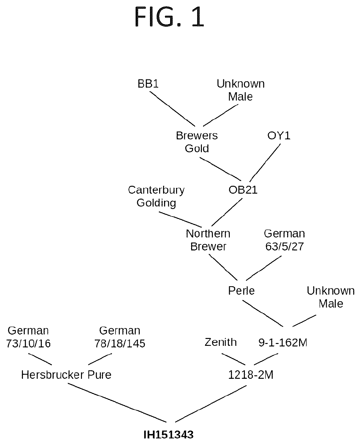 Patent USPP036734 — Hop plant named ‘IH151343’ — Figure 1