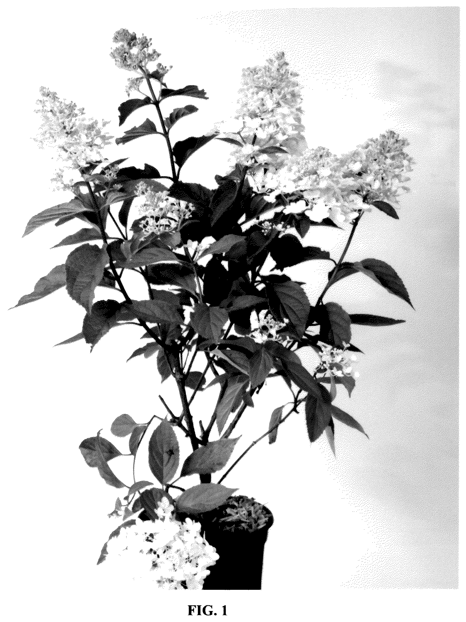Patent USPP036735 — Hydrangea plant named ‘Bokomabo’ — Figure 1