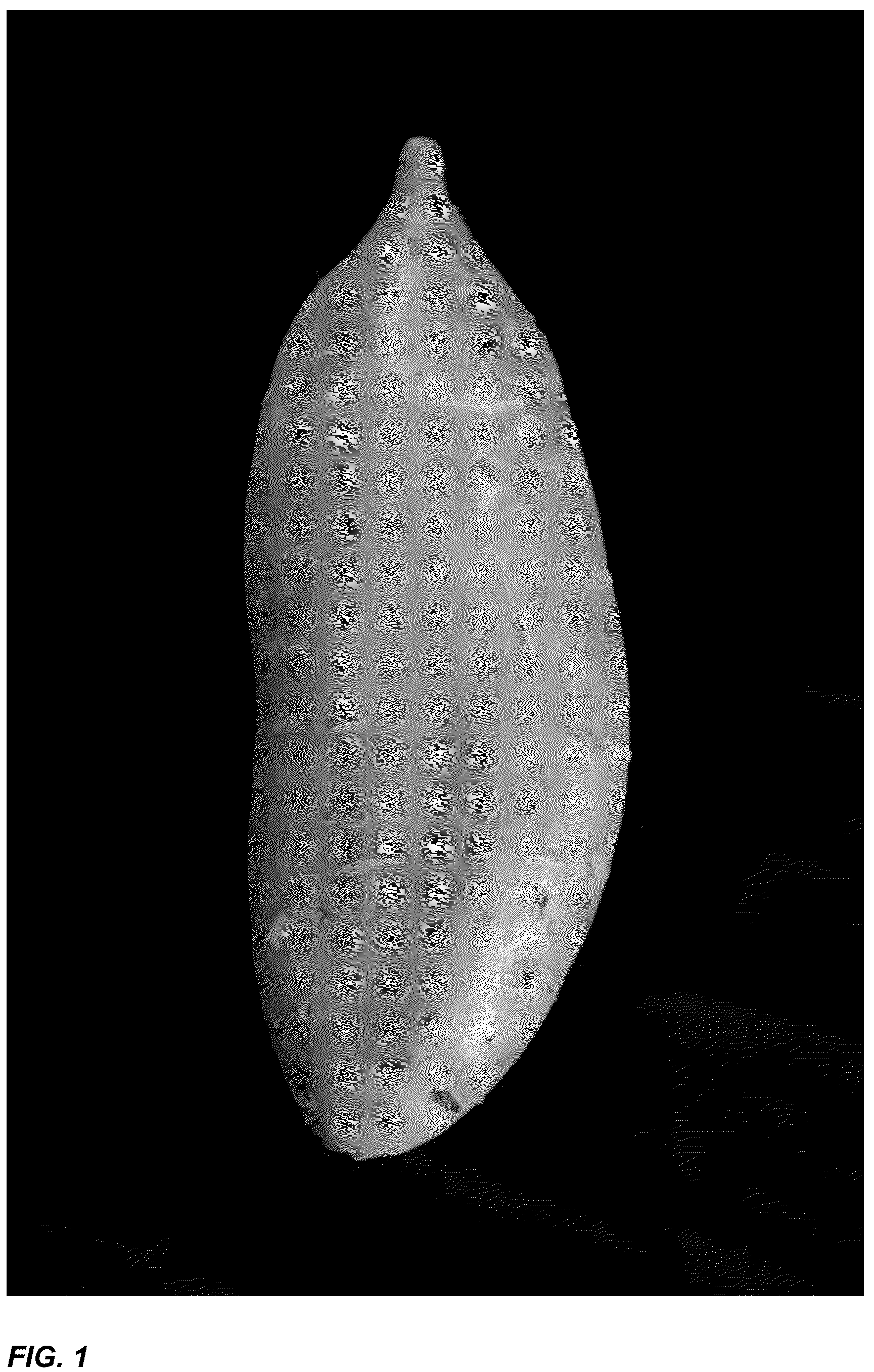 Patent USPP036736 — Sweetpotato plant named ‘LA18-100’ — Figure 1