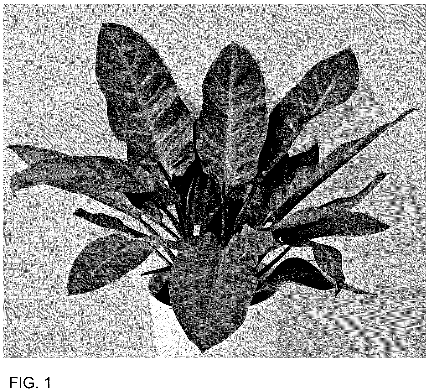 Patent USPP036737 — Philodendron plant named ‘MUKCHOC’ — Figure 1