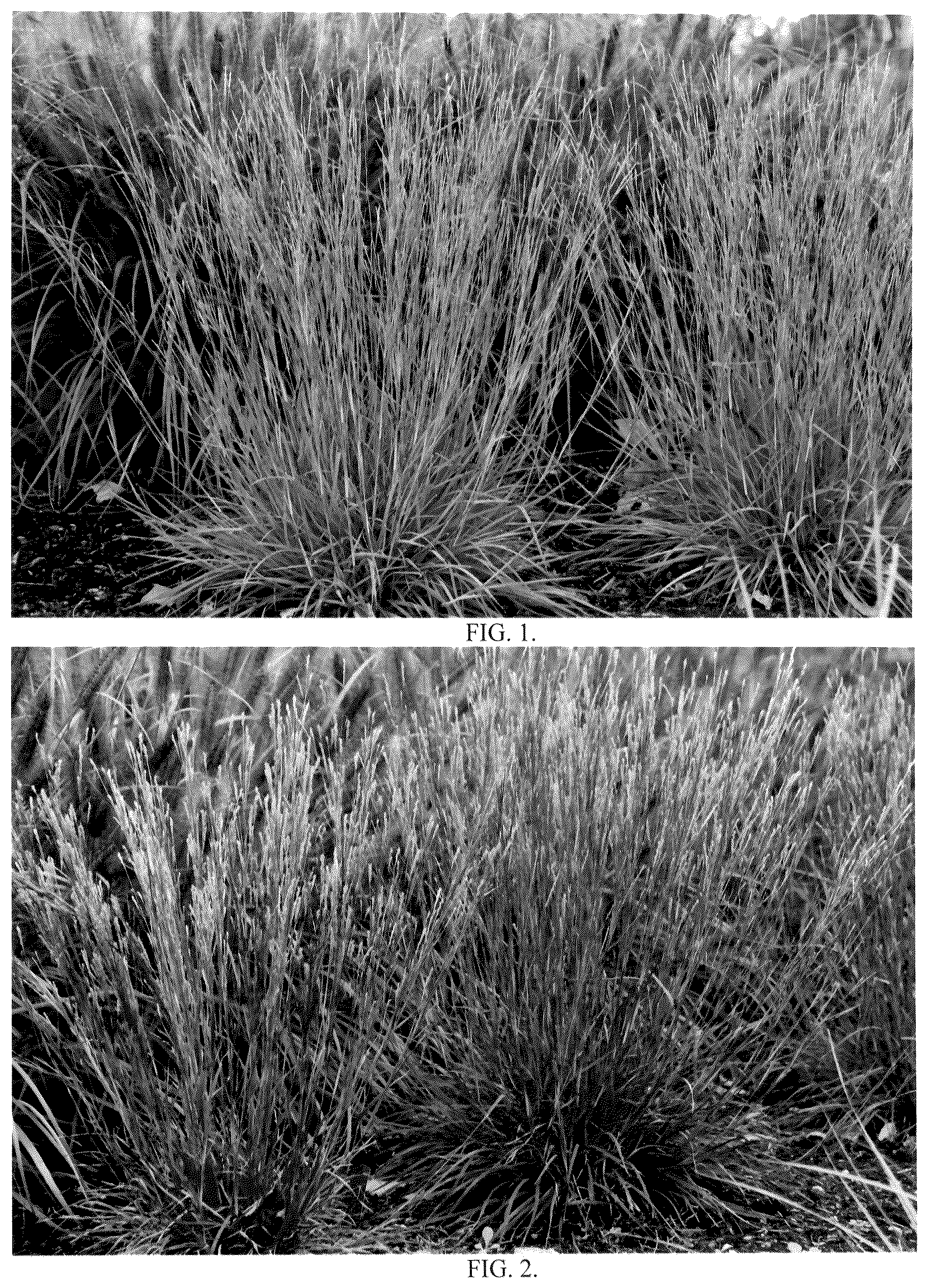 Patent USPP036738 — Schizachyrium grass named ‘Little Red Fox’ — Figure 1