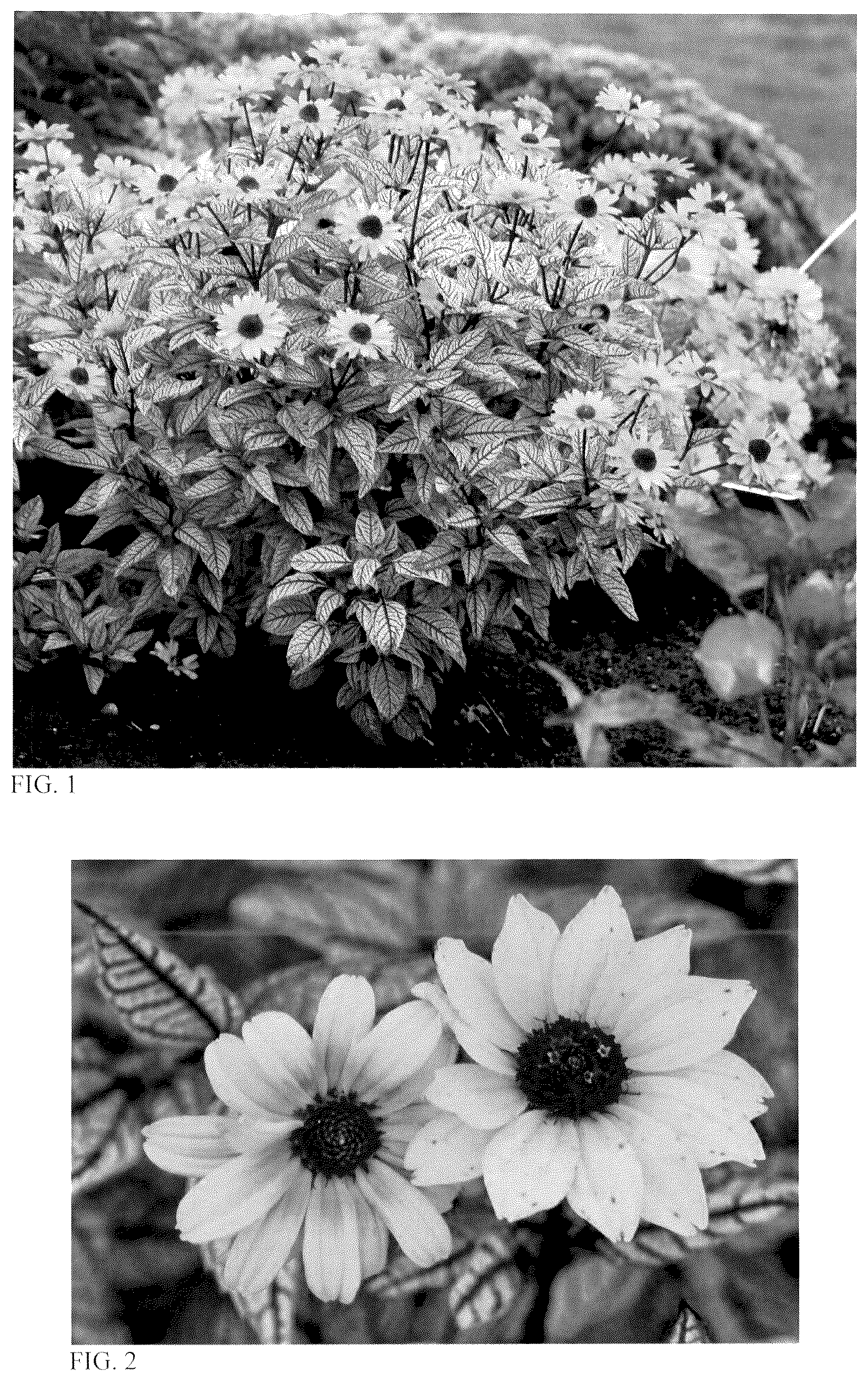 Patent USPP036739 — Heliopsis plant named ‘Touch of Blush’ — Figure 1