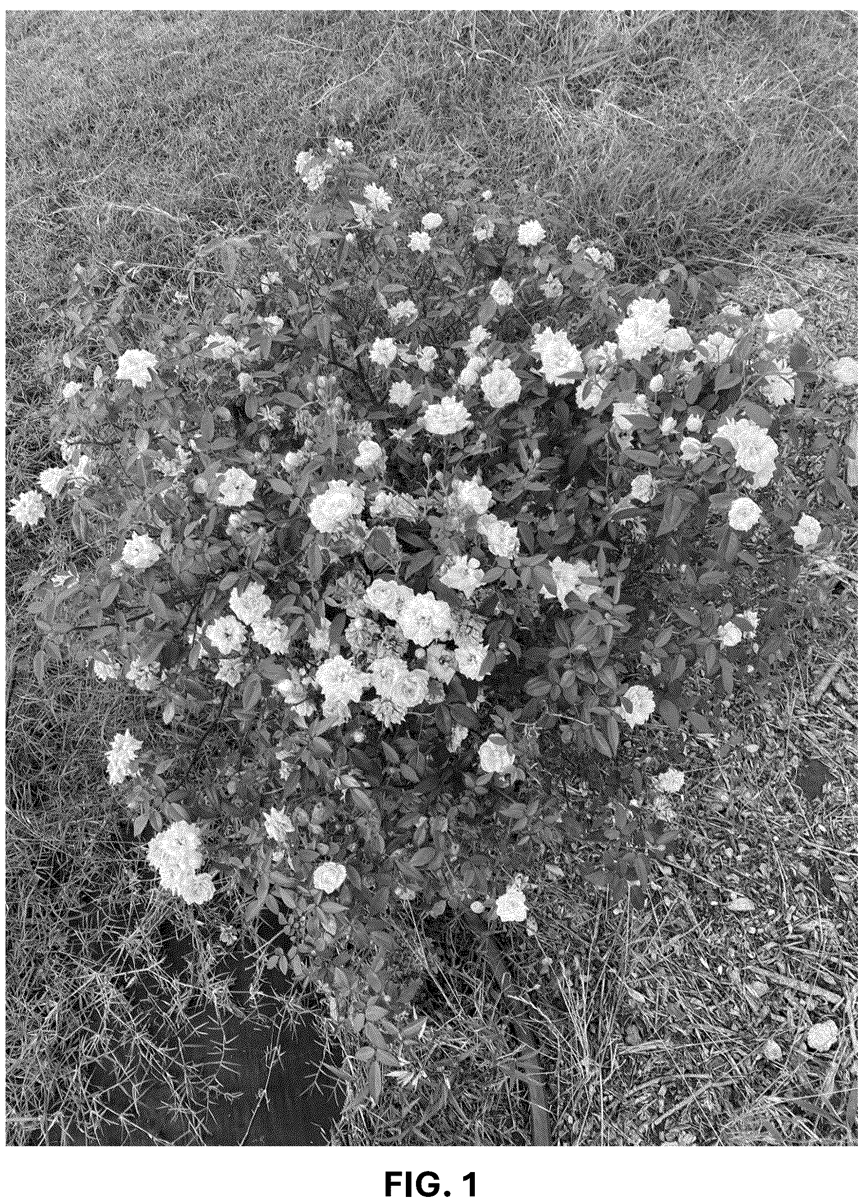 Patent USPP036740 — Shrub rose plant named ‘ARE24PMMN’ — Figure 1