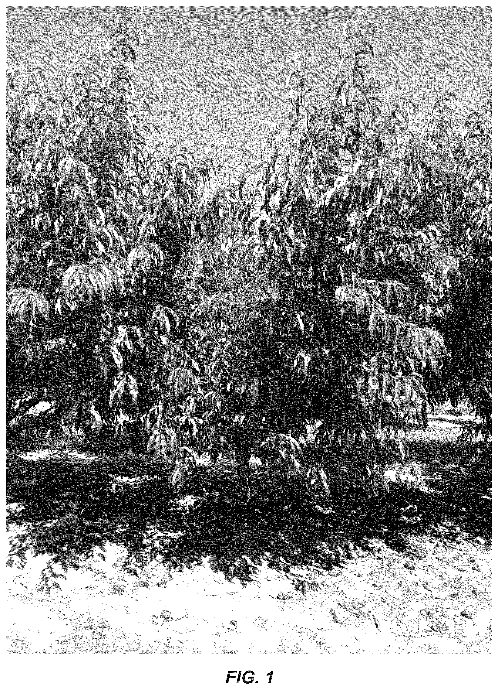 Patent USPP036741 — Peach tree named ‘CaroRes Delight’ — Figure 1