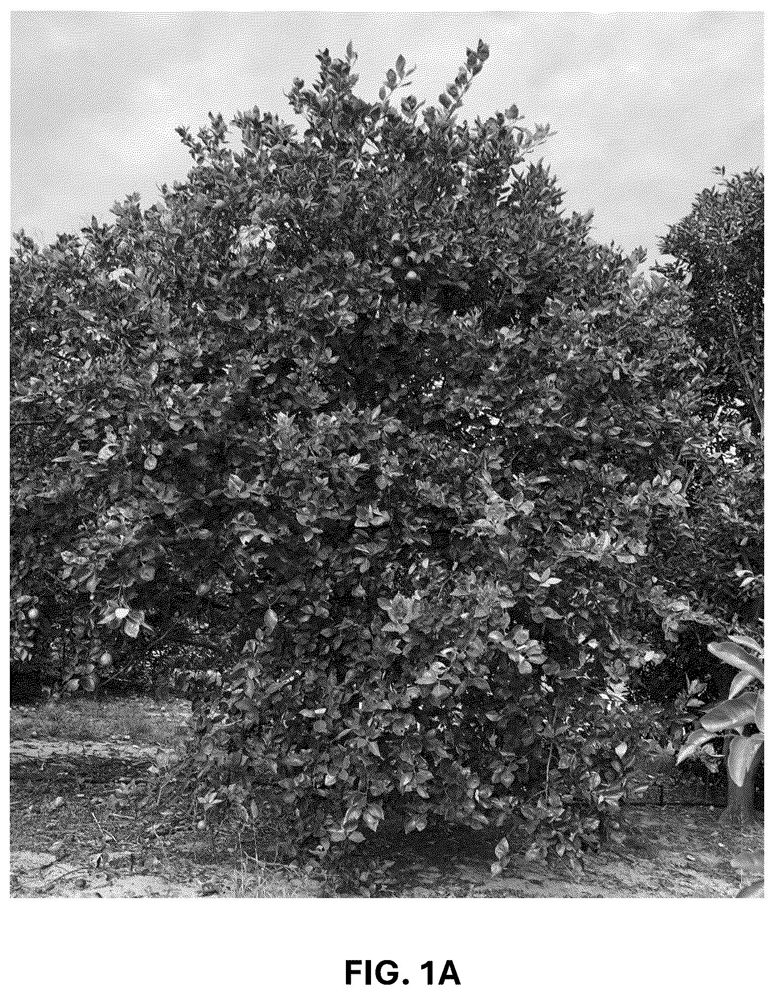 Patent USPP036743 — Citrus plant named ‘UF 1859’ — Figure 1