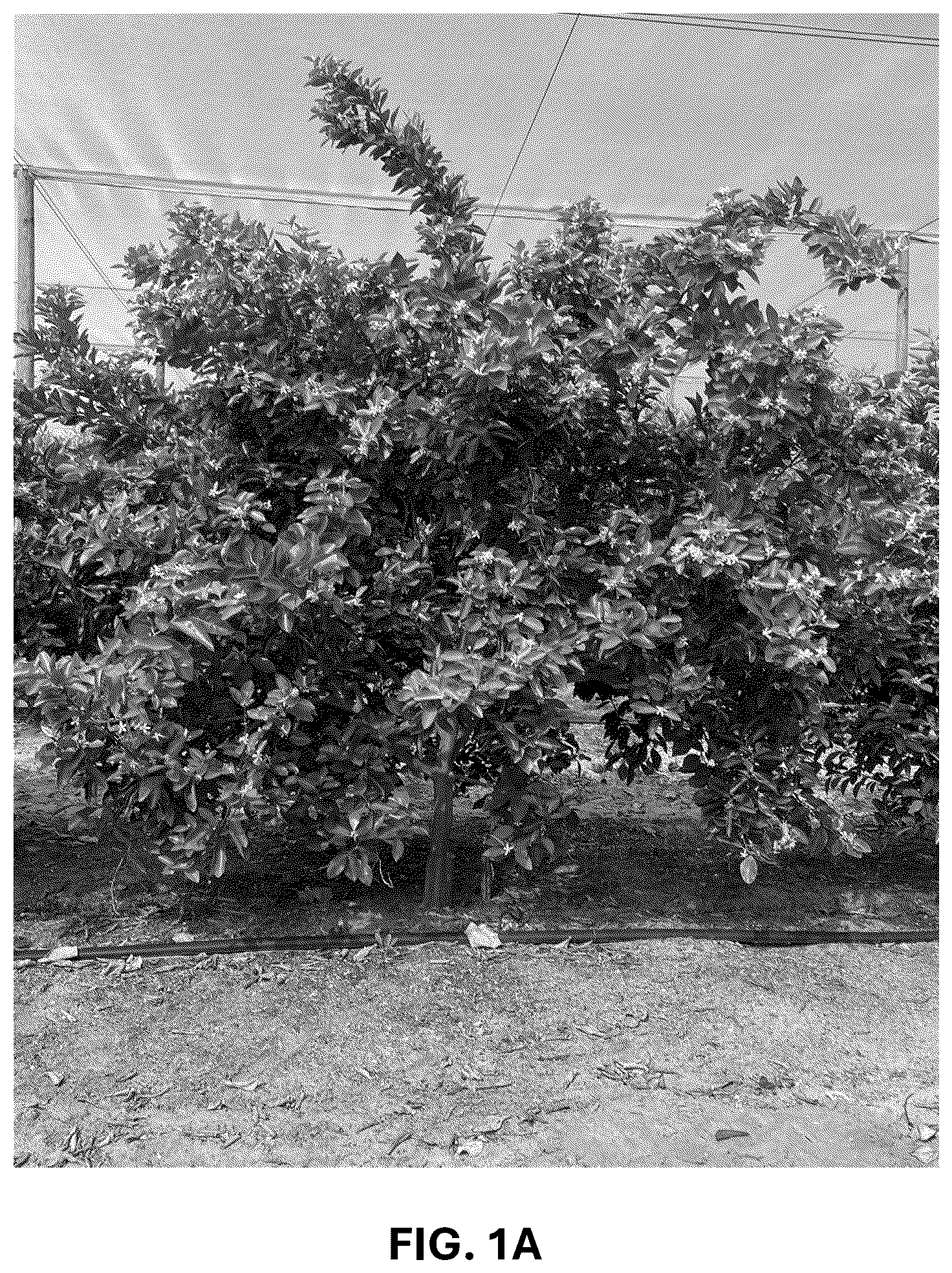 Patent USPP036744 — Mandarin plant named ‘RES 19-56’ — Figure 1