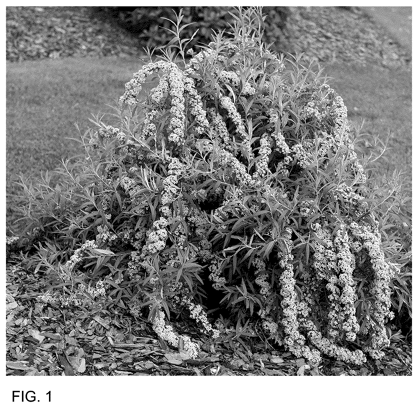 Patent USPP036748 — Buddleia plant named ‘SMNBAB’ — Figure 1