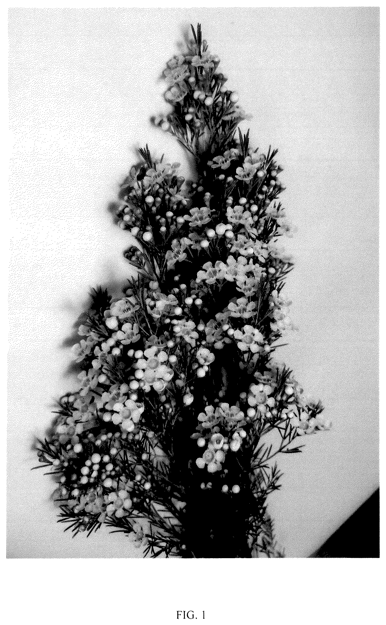 Patent USPP036749 — Chamelaucium plant named ‘ARBEL’ — Figure 1