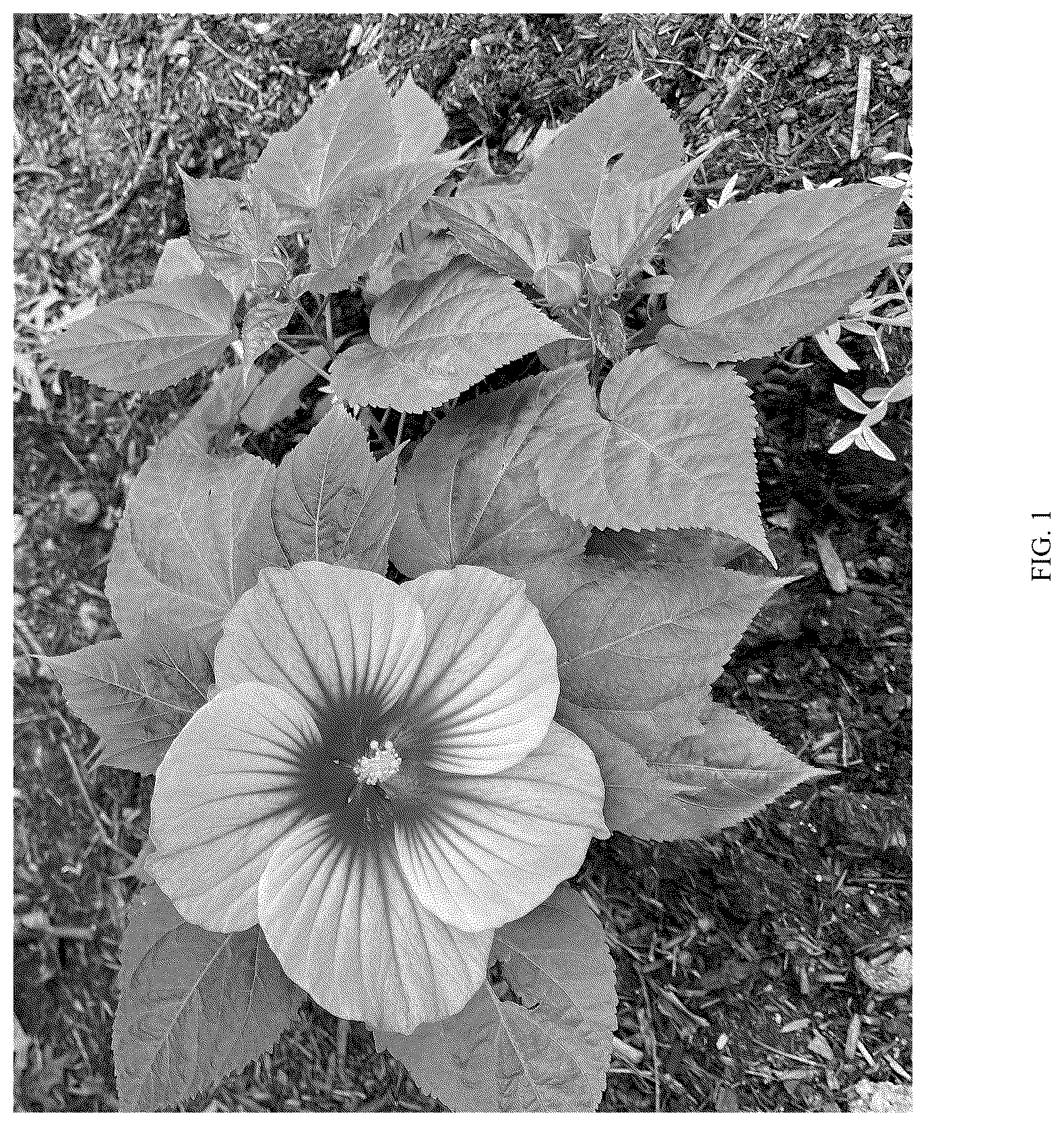 Patent USPP036750 — Hibiscus plant named ‘G21087’ — Figure 1