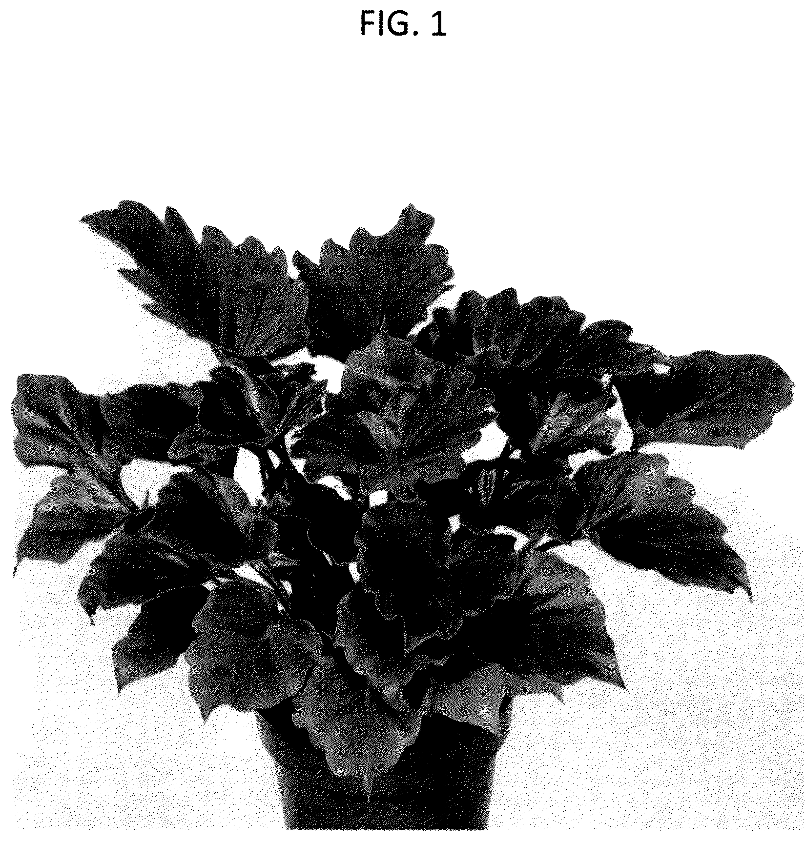 Patent USPP036751 Figure 1 – Philodendron plant named ‘PHELST01’