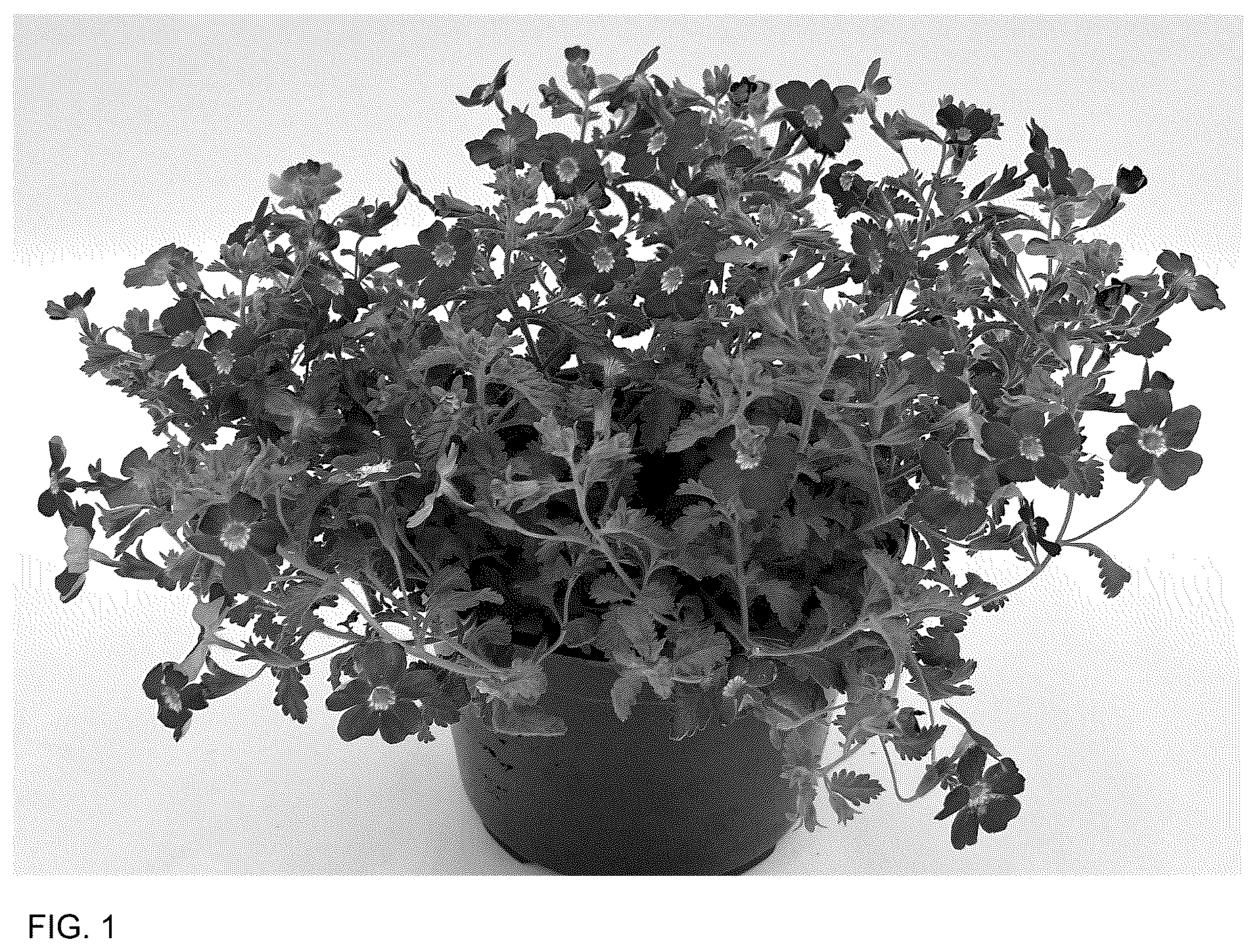 Patent USPP036752 — Jamesbrittenia plant named ‘INJAMLAVFL’ — Figure 1