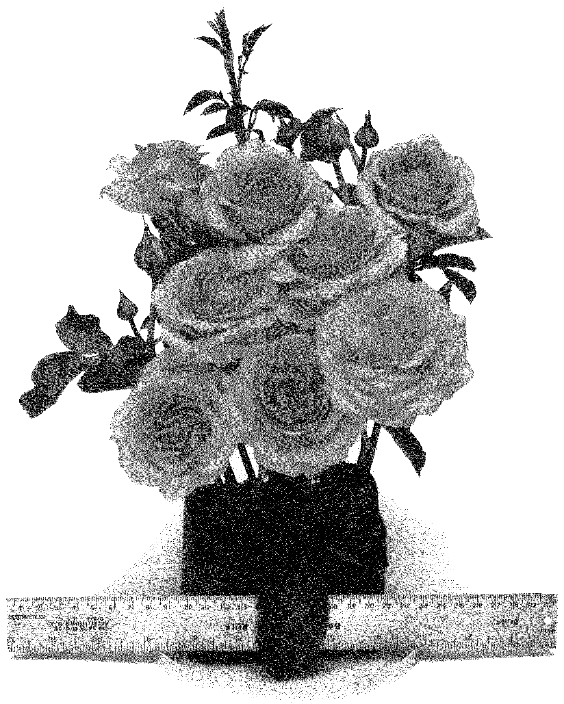 Patent USPP036753 — Floribunda rose plant named ‘WEKaltbeba’ — Figure 1