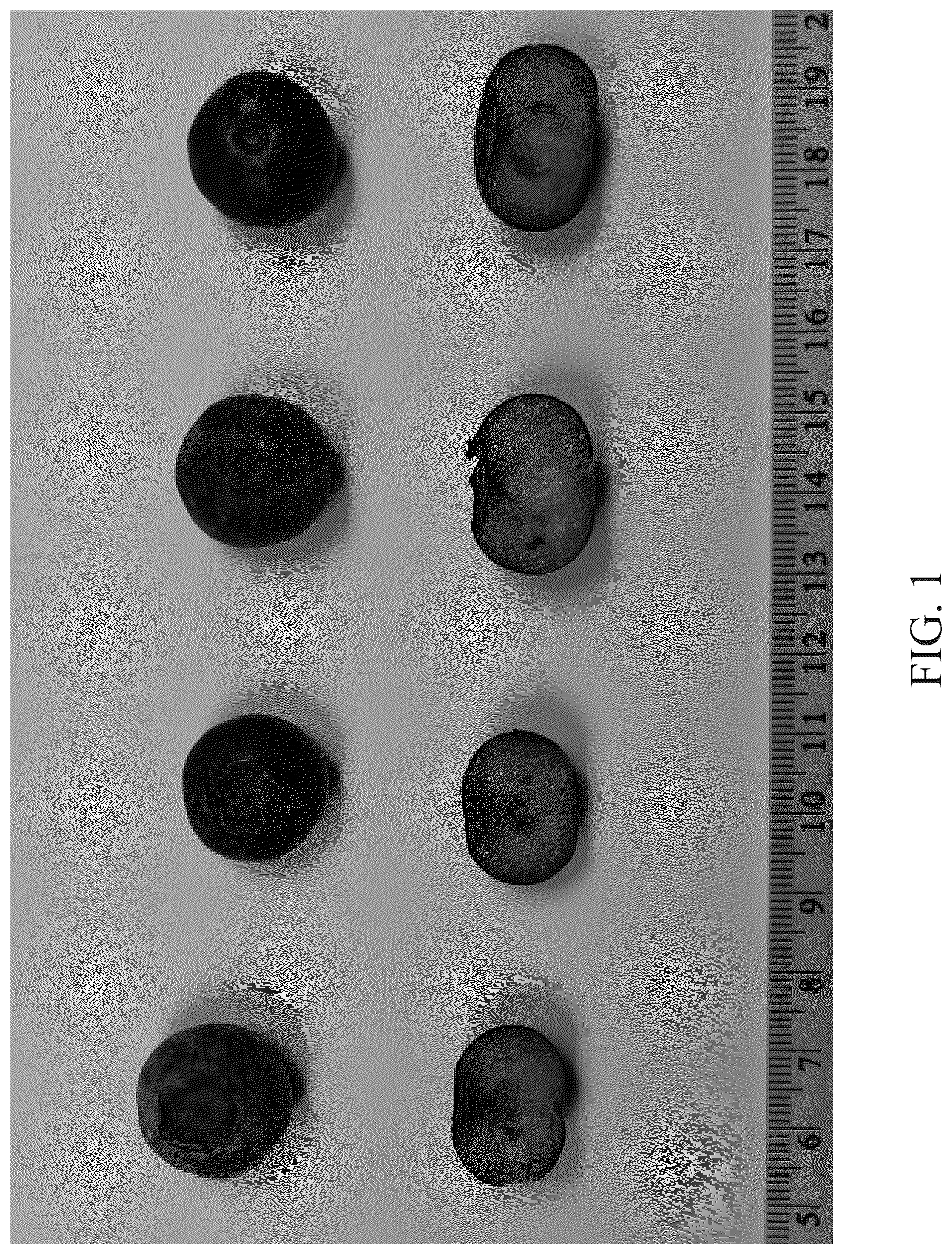 Patent USPP036754 — Blueberry plant named ‘DrisBlueThirtyOne’ — Figure 1