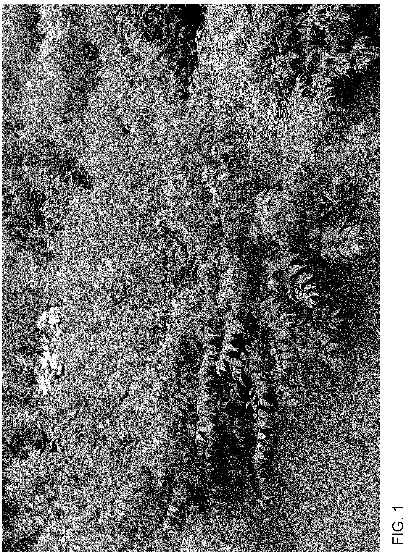 Patent USPP036755 — Prunus plant named ‘SMNPJL’ — Figure 1