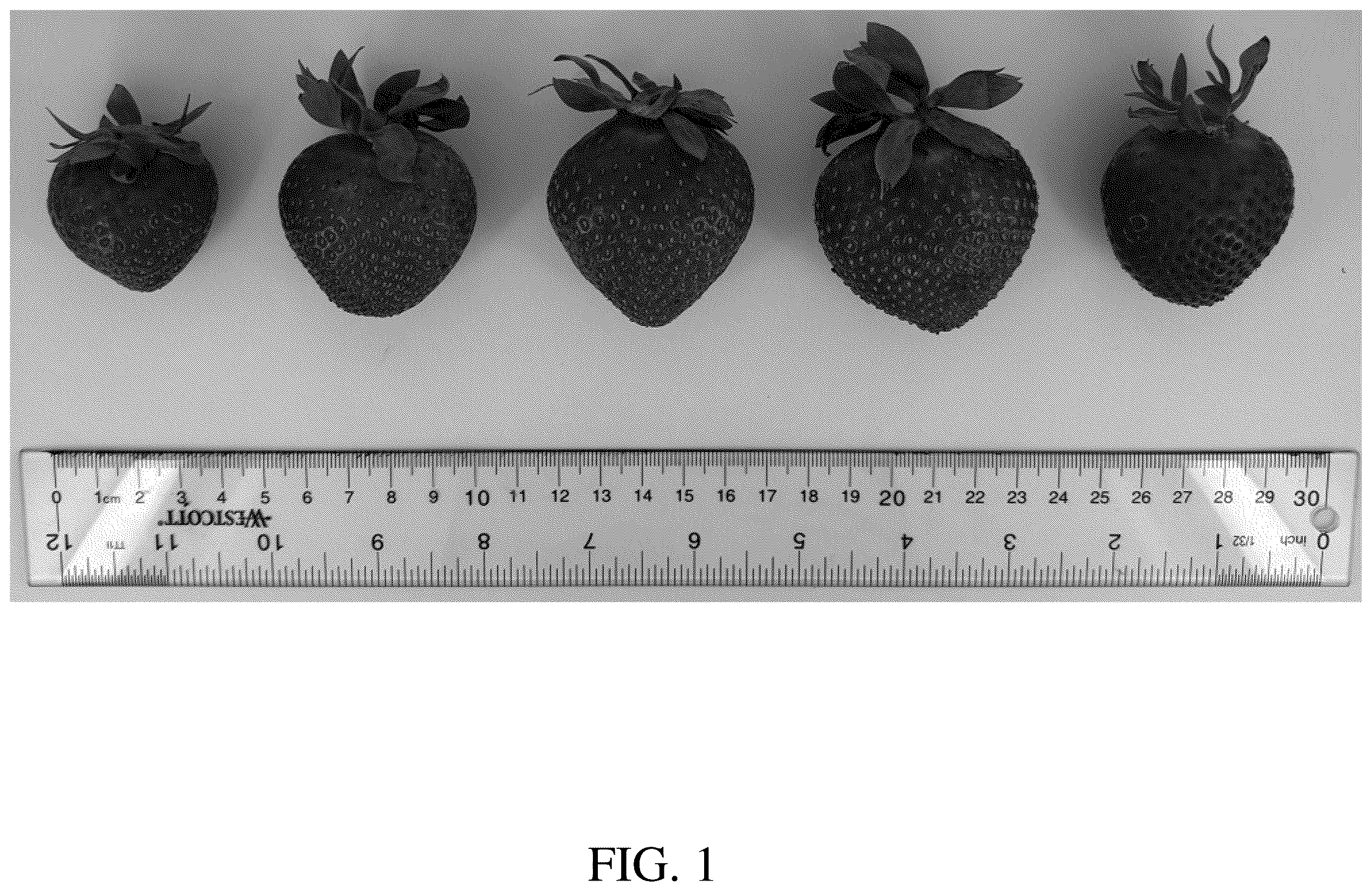 Patent USPP036756 — Strawberry plant named ‘DrisStrawOneHundredTen’ — Figure 1