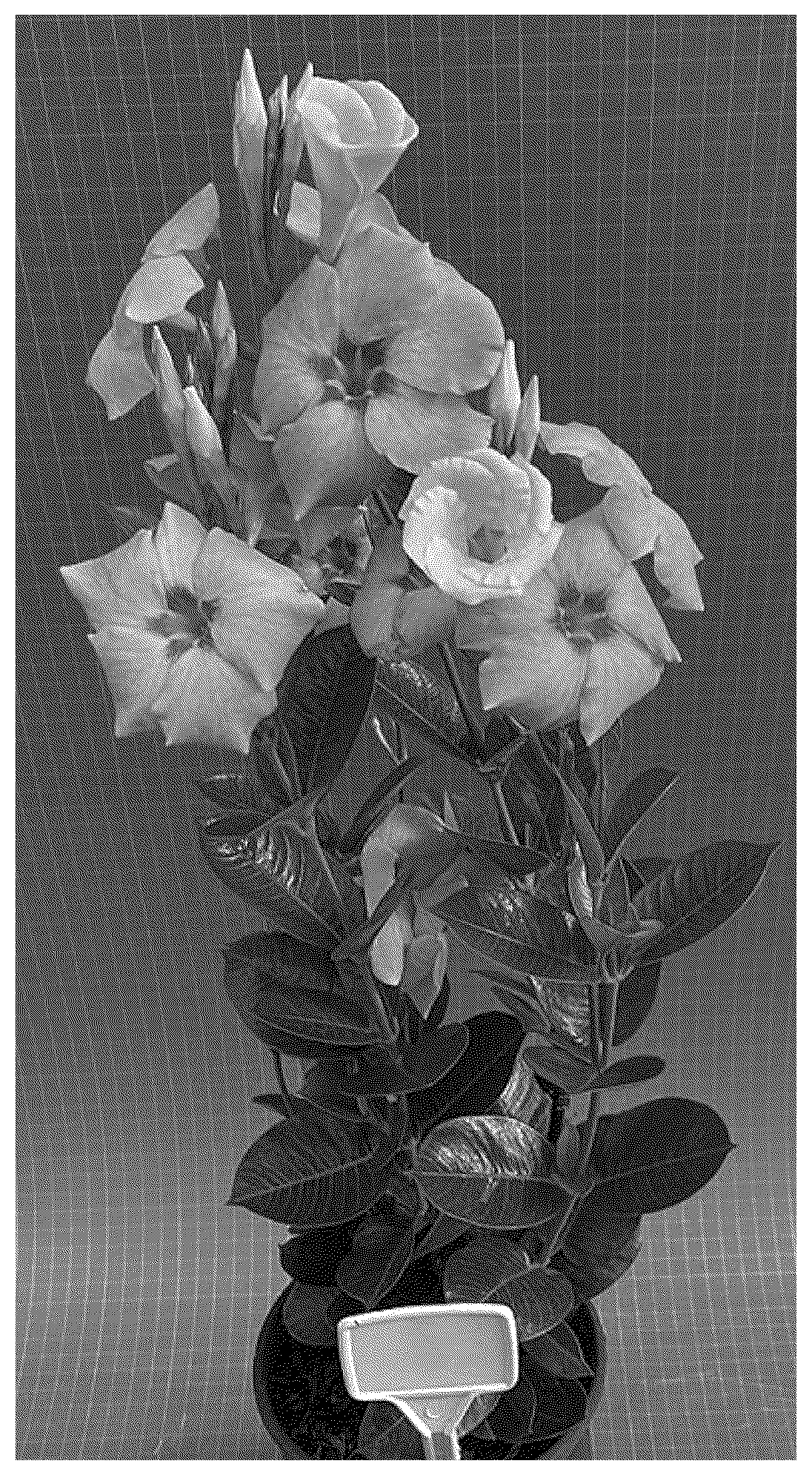 Patent USPP036757 — Mandevilla plant named ‘TVMD1141’ — Figure 1
