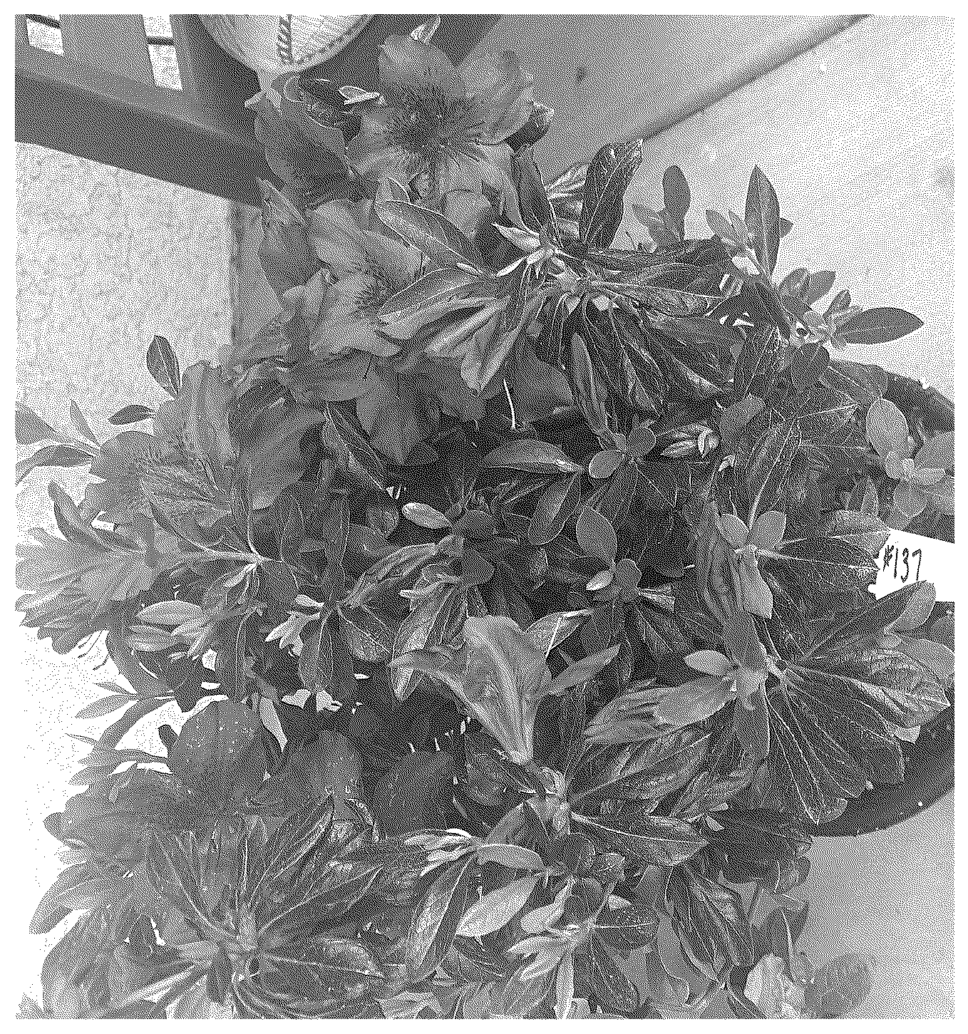 Patent USPP036758 — Rhododendron plant named ‘ROBLEZN’ — Figure 1
