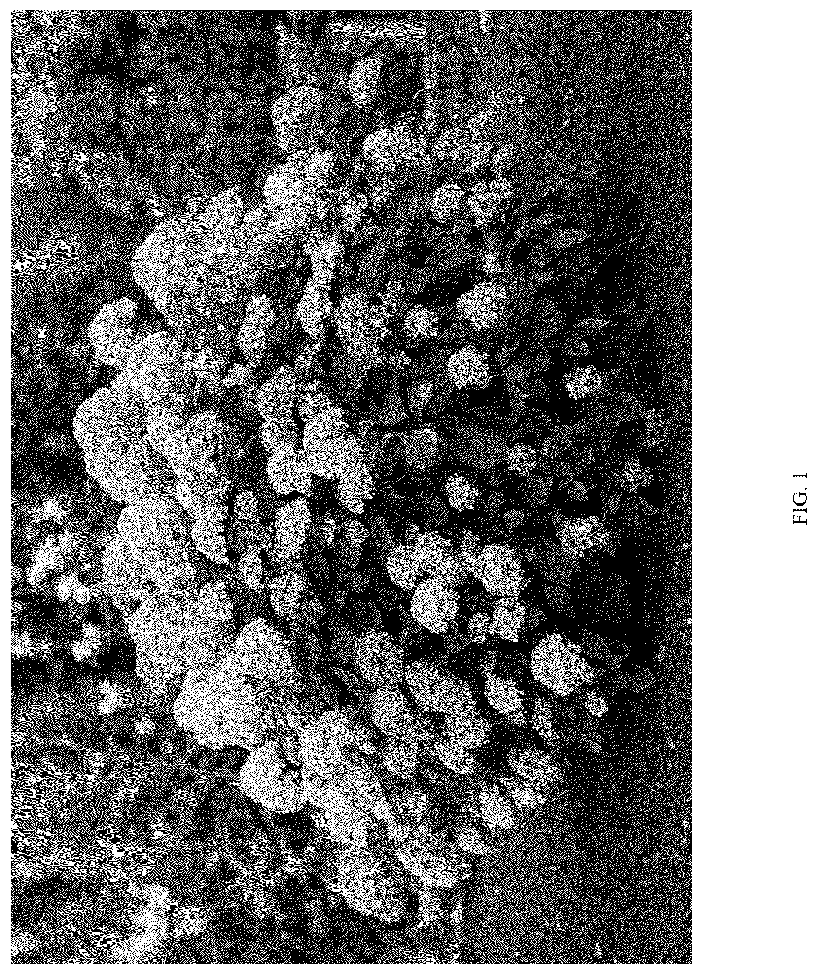 Patent USPP036759 — Hydrangea plant named ‘LC NO22’ — Figure 1