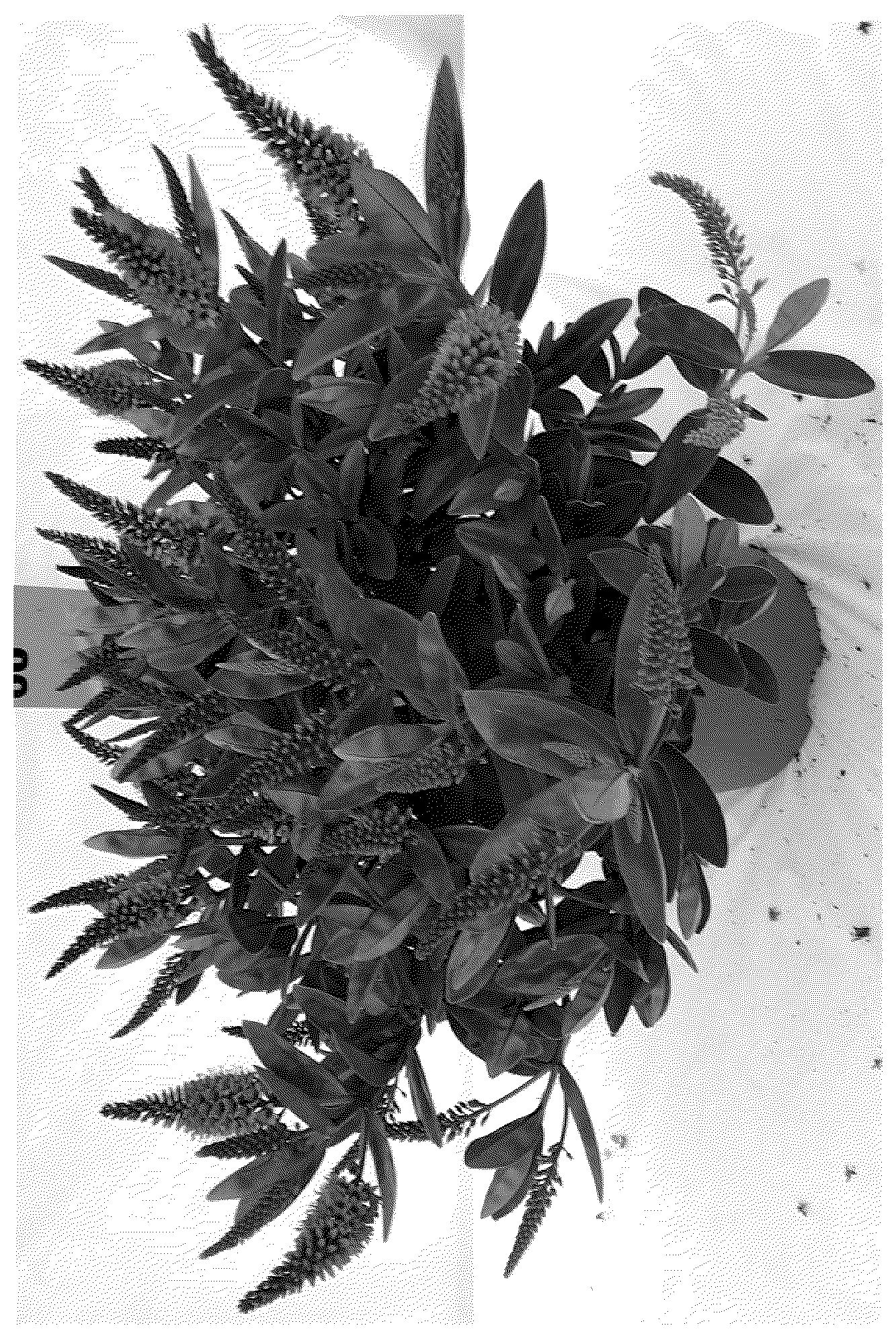 Patent USPP036760 — Hebe plant named ‘HOP107’ — Figure 1