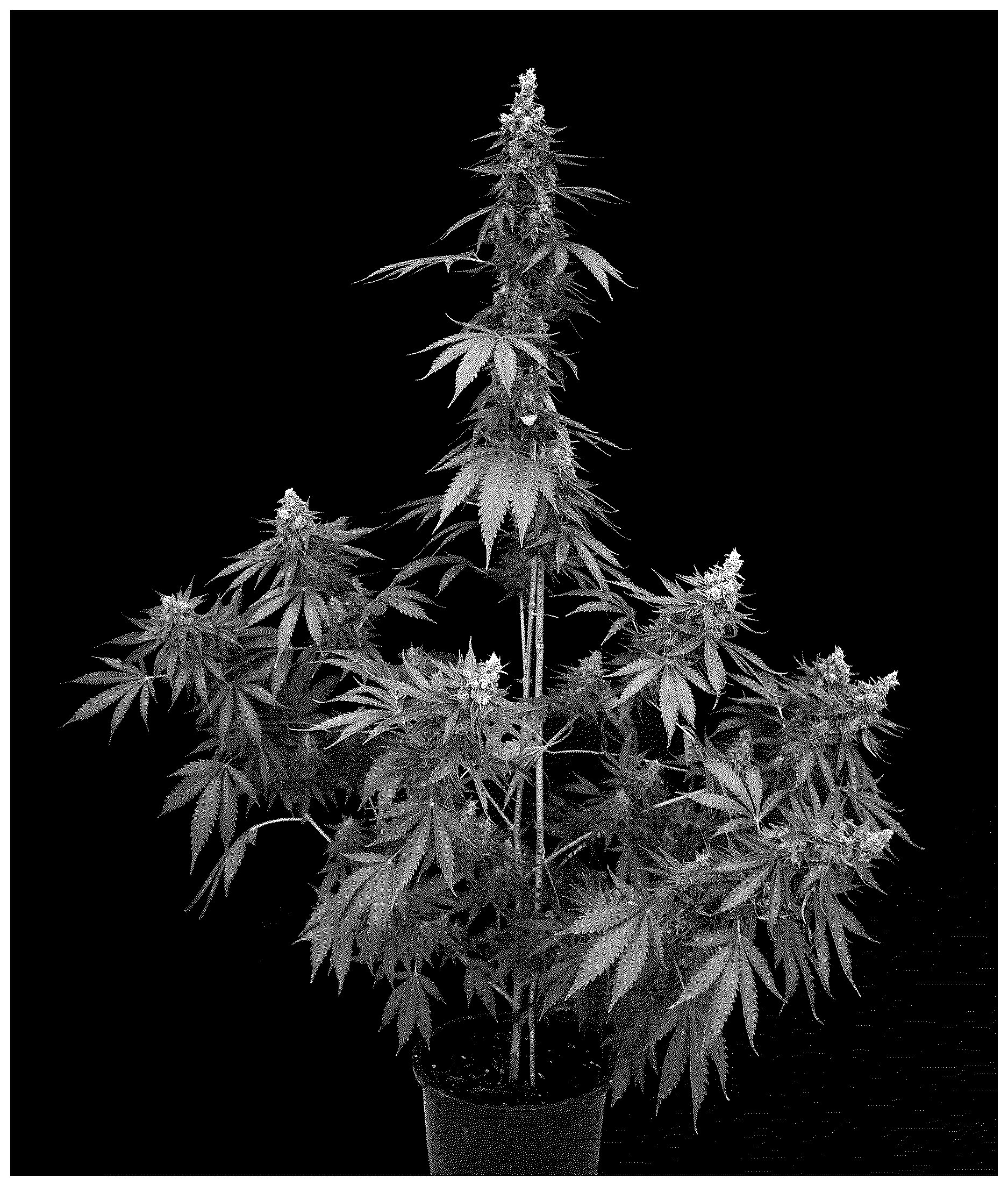 Patent USPP036761 — Cannabis plant named ‘PTC8506V’ — Figure 1