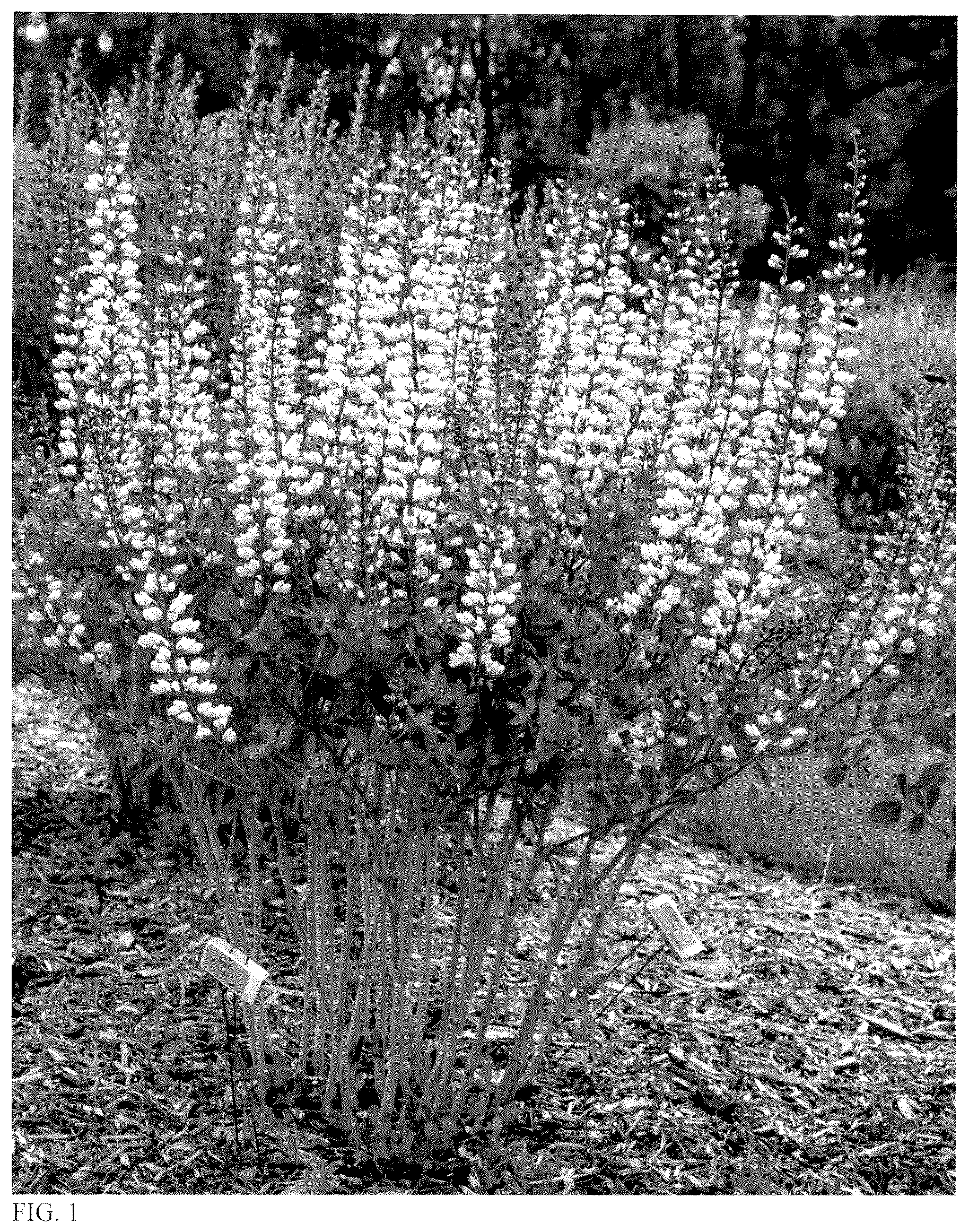 Patent USPP036762 — Baptisia plant named ‘Vanilla Cream II’ — Figure 1