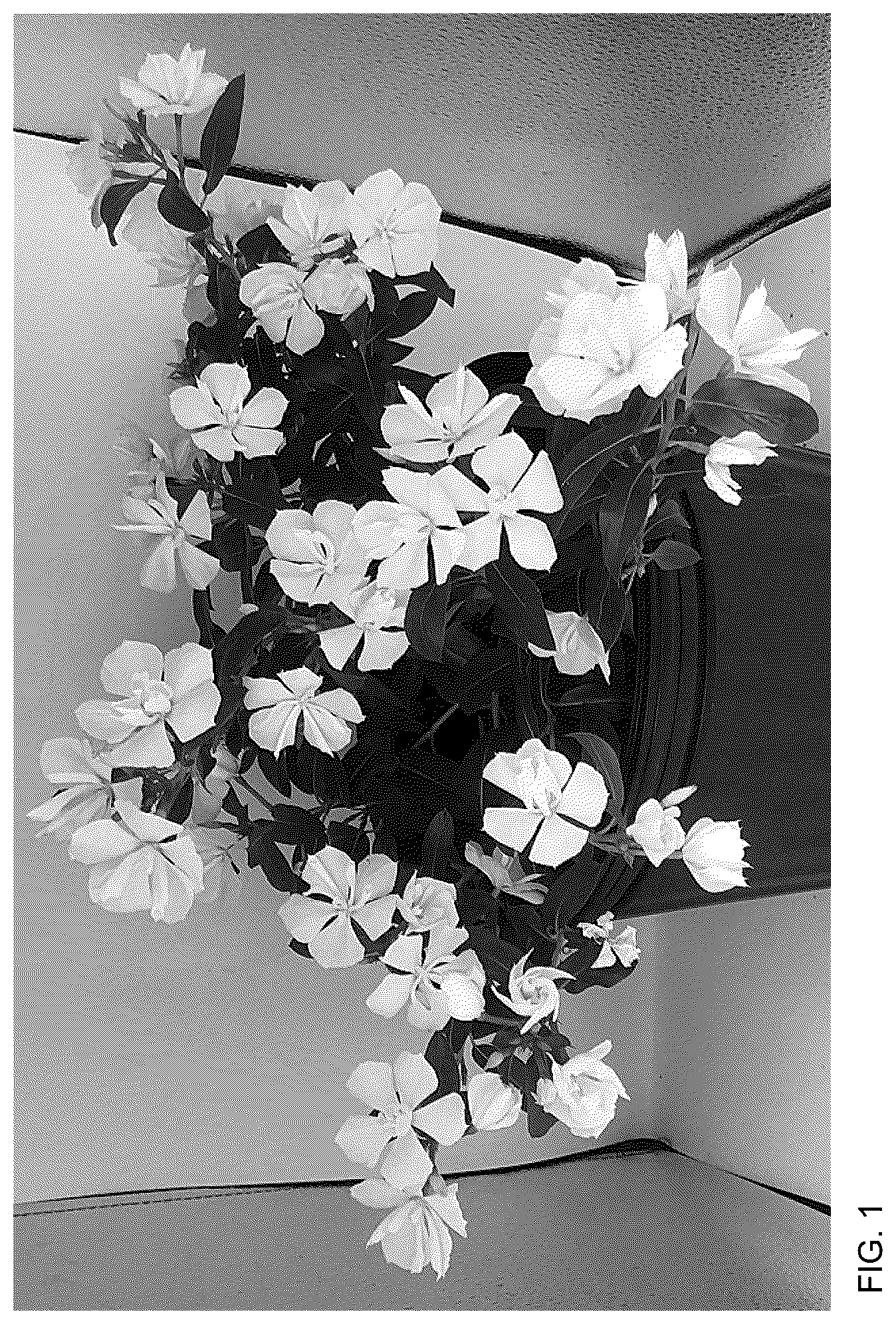 Patent USPP036763 — Catharanthus plant named ‘Suncath 801’ — Figure 1