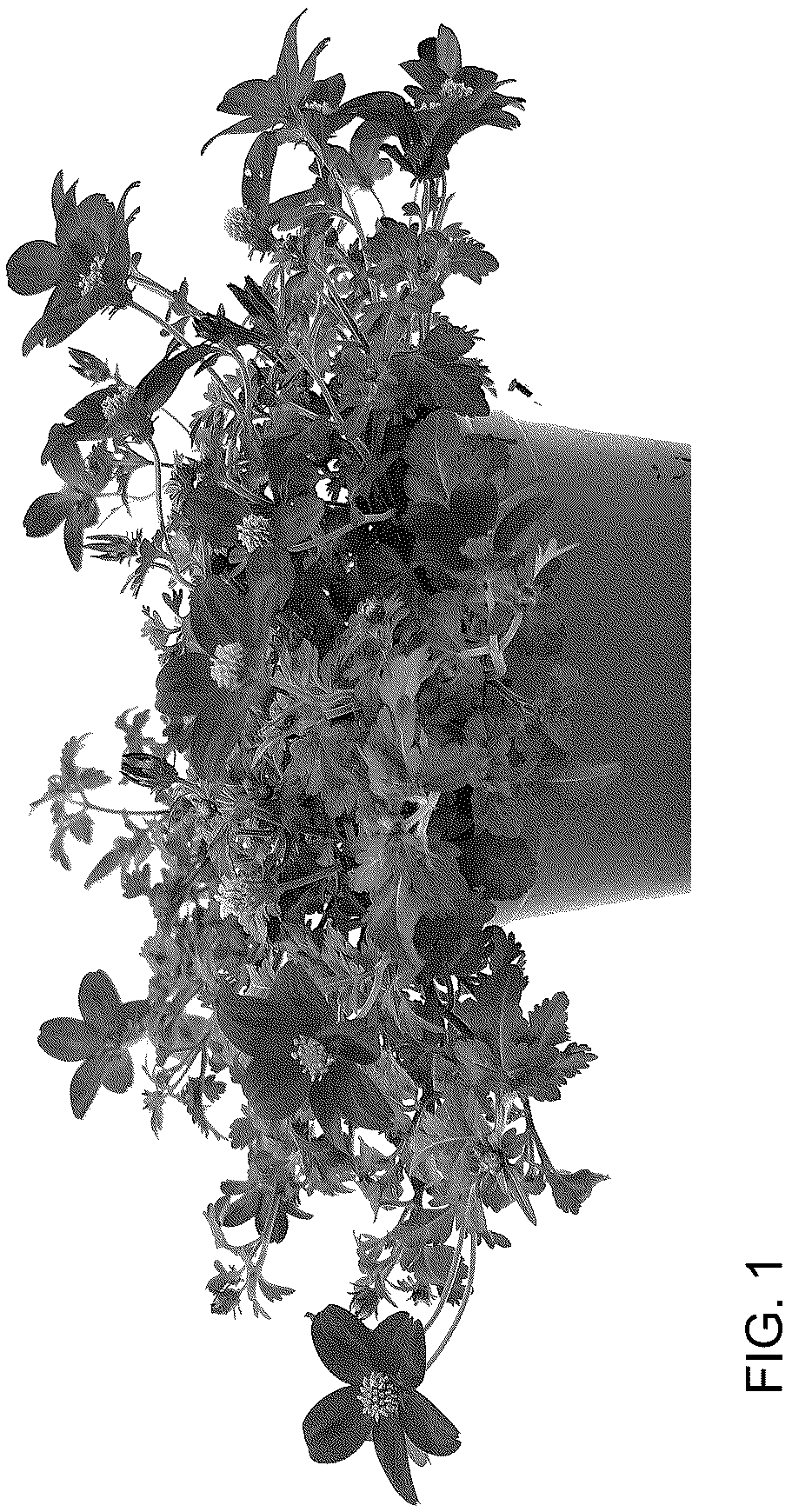 Patent USPP036764 — Bidens plant named ‘DPWBIDCAPR’ — Figure 1
