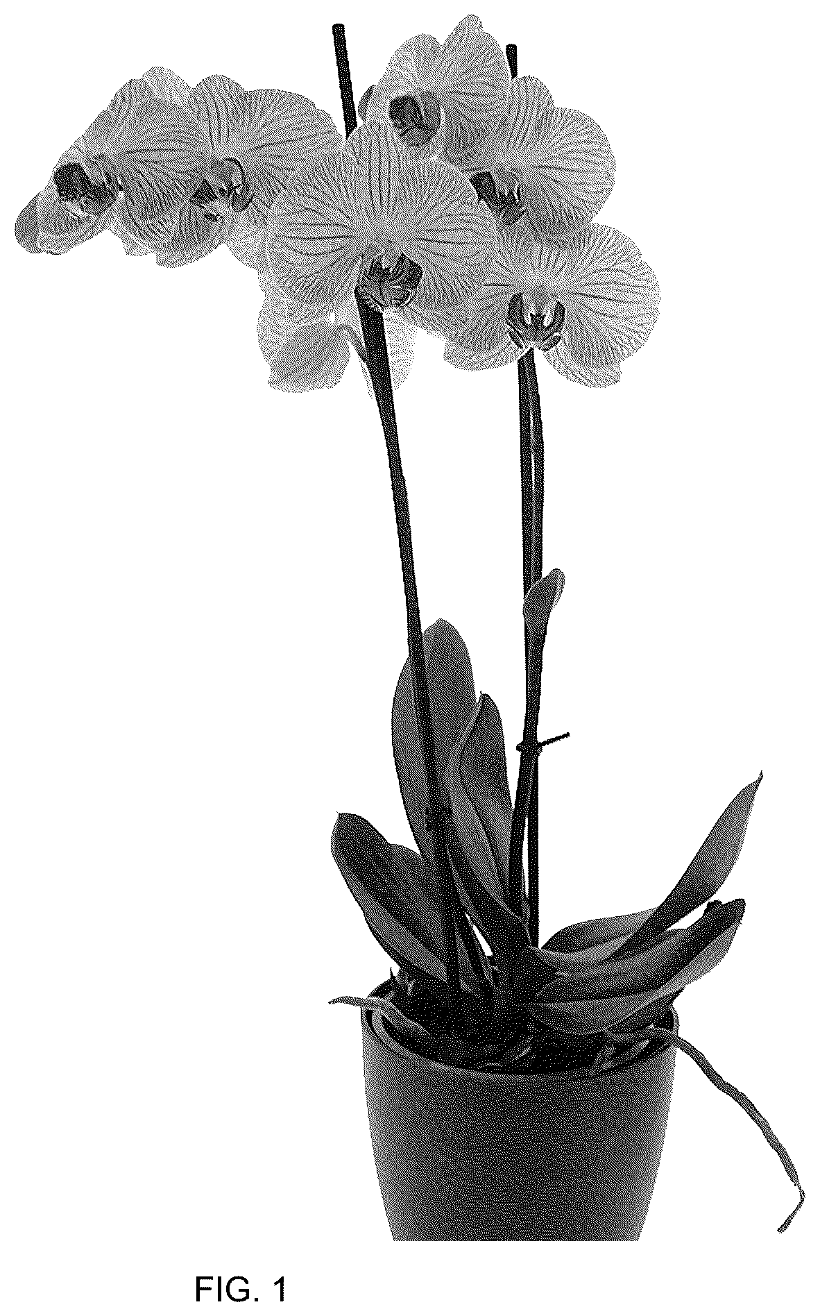 Patent USPP036765 — Phalaenopsis plant named ‘Ceremony’ — Figure 1