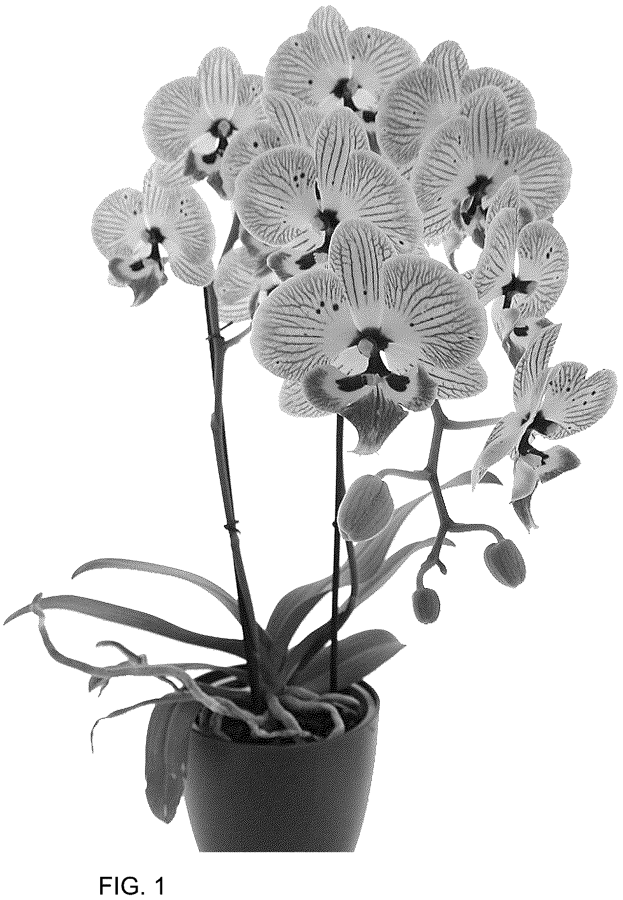 Patent USPP036766 — Phalaenopsis plant named ‘Storyline’ — Figure 1