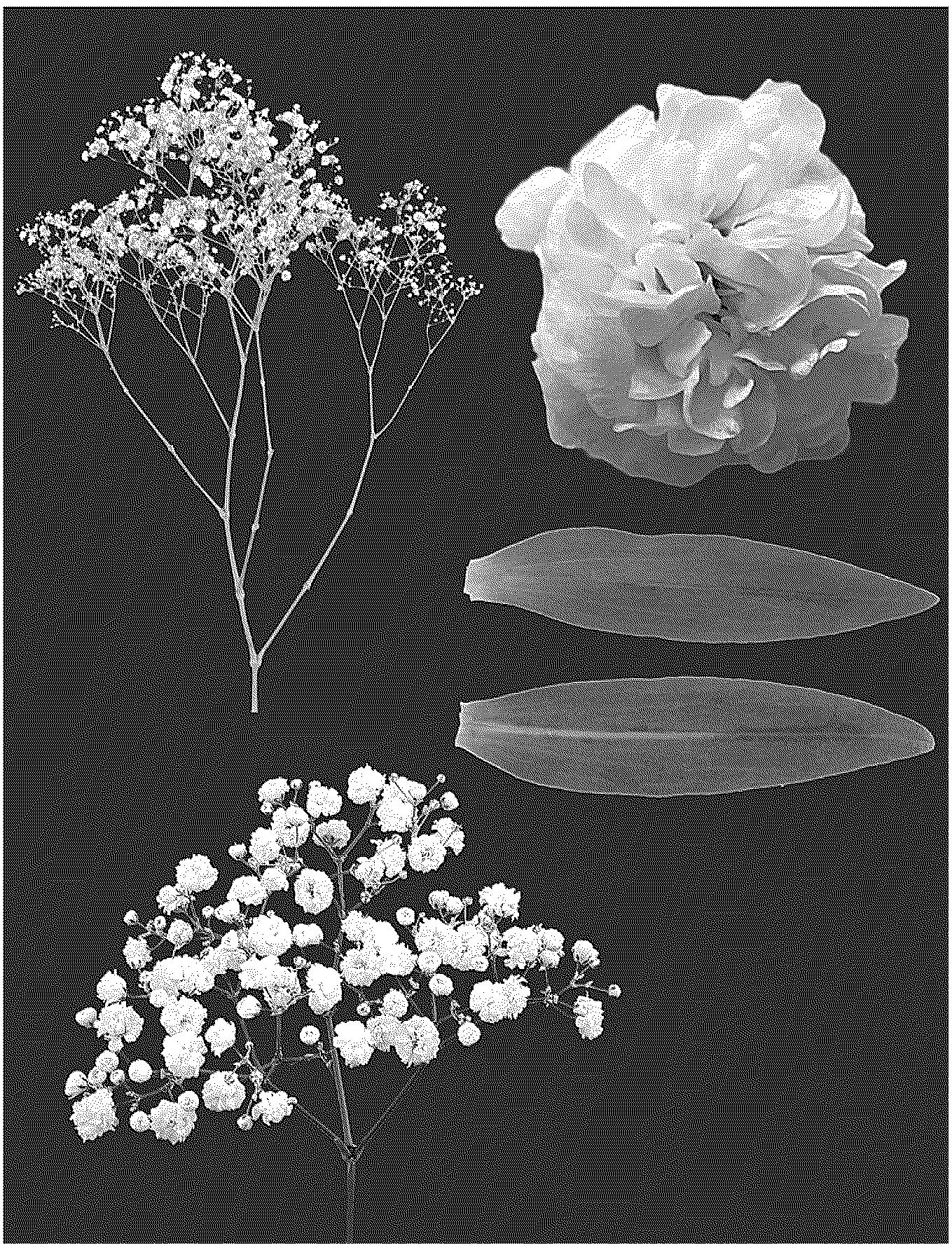 Patent USPP036767 — Gypsophila plant named ‘ESM G052’ — Figure 1