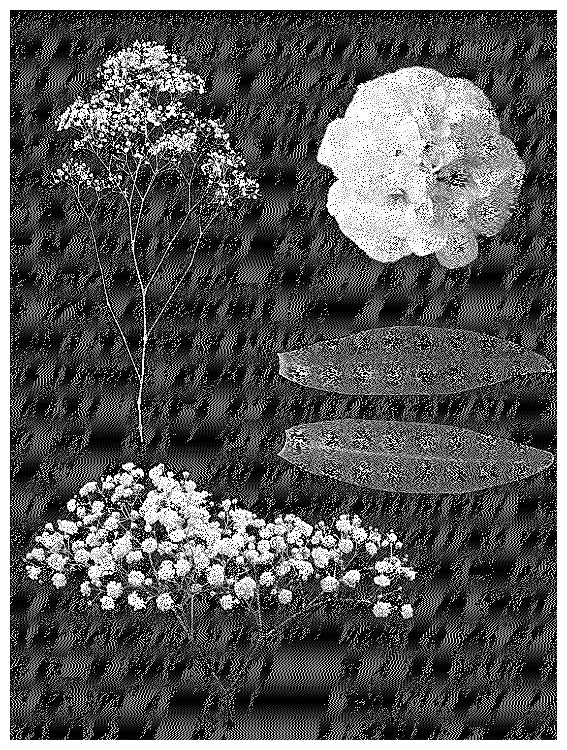 Patent USPP036768 — Gypsophila plant named ‘ESM G057’ — Figure 1