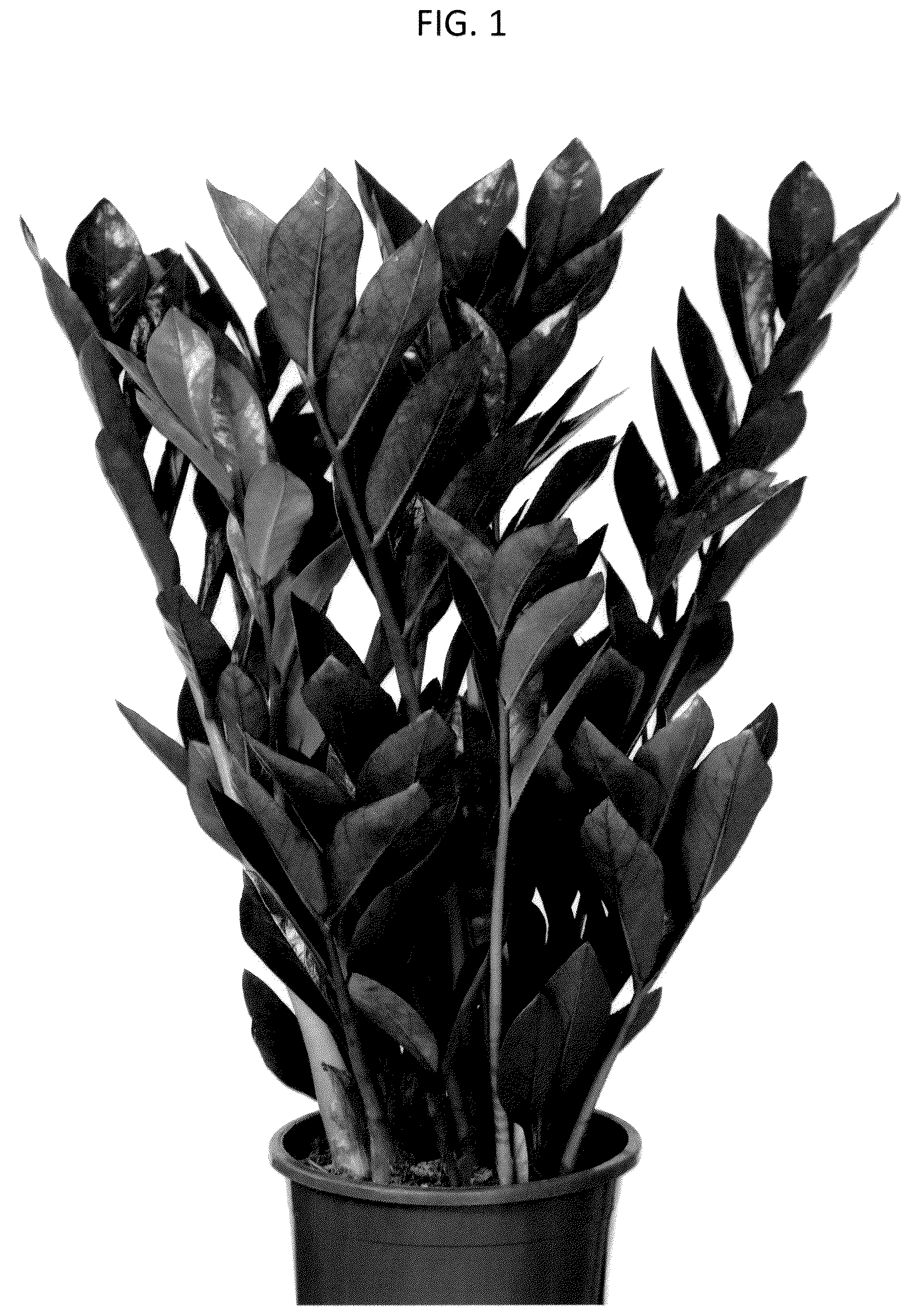 Patent USPP036769 Figure 1 – Zamioculcas plant named ‘EDZAM2203’