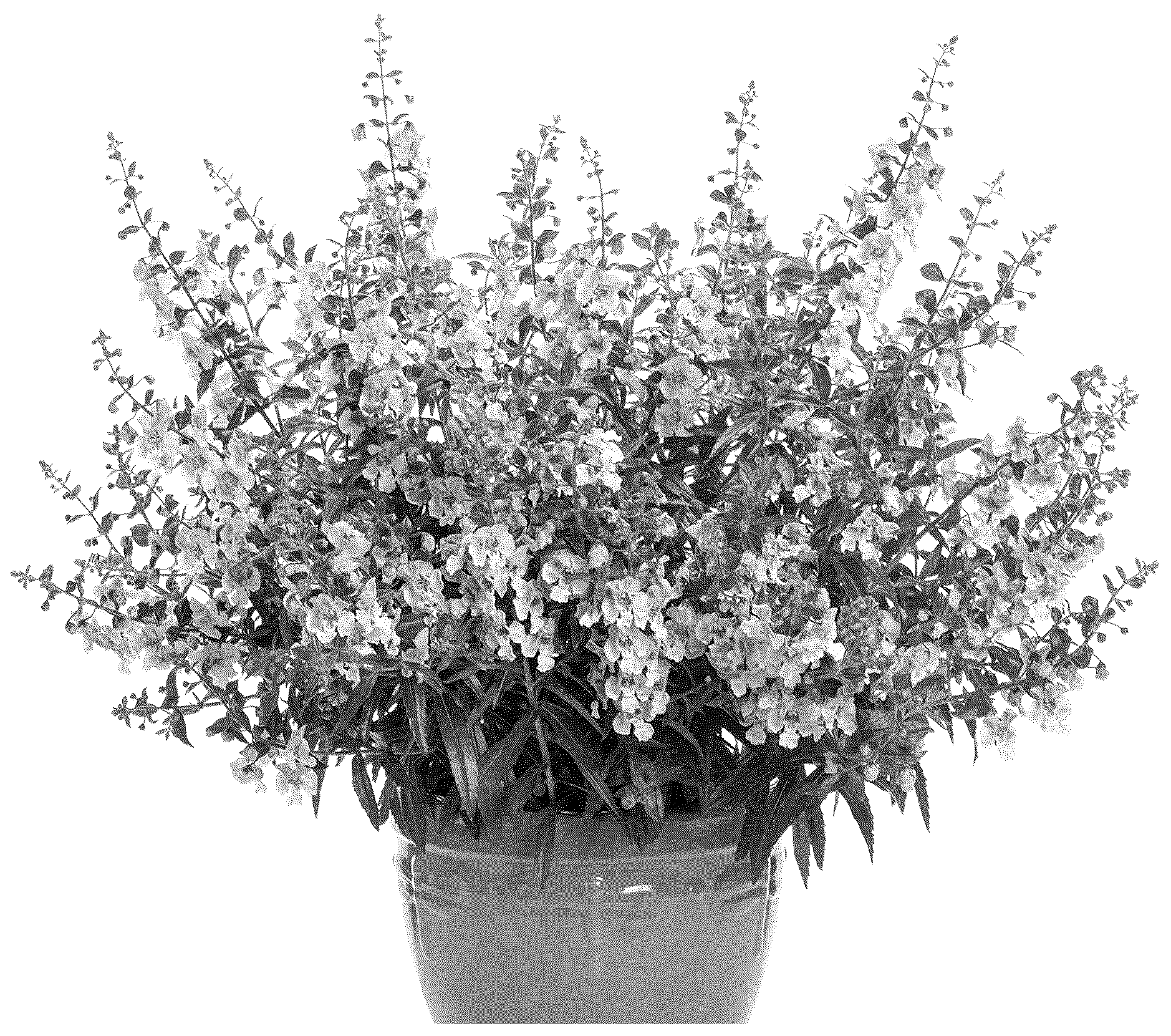 Patent USPP036770 — Angelonia plant named ‘ANGAF19273’ — Figure 1