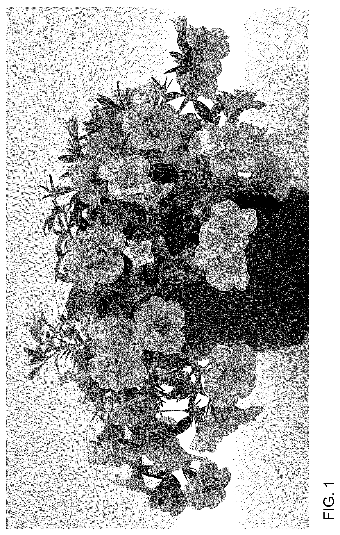 Patent USPP036771 Figure 1 – Calibrachoa plant named ‘WNCALSBDBLGF26’