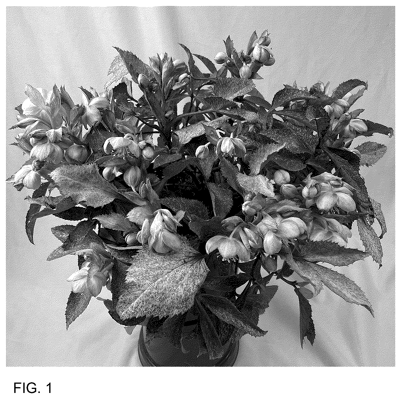 Patent USPP036772 Figure 1 – Helleborus plant named ‘Borusmura25’