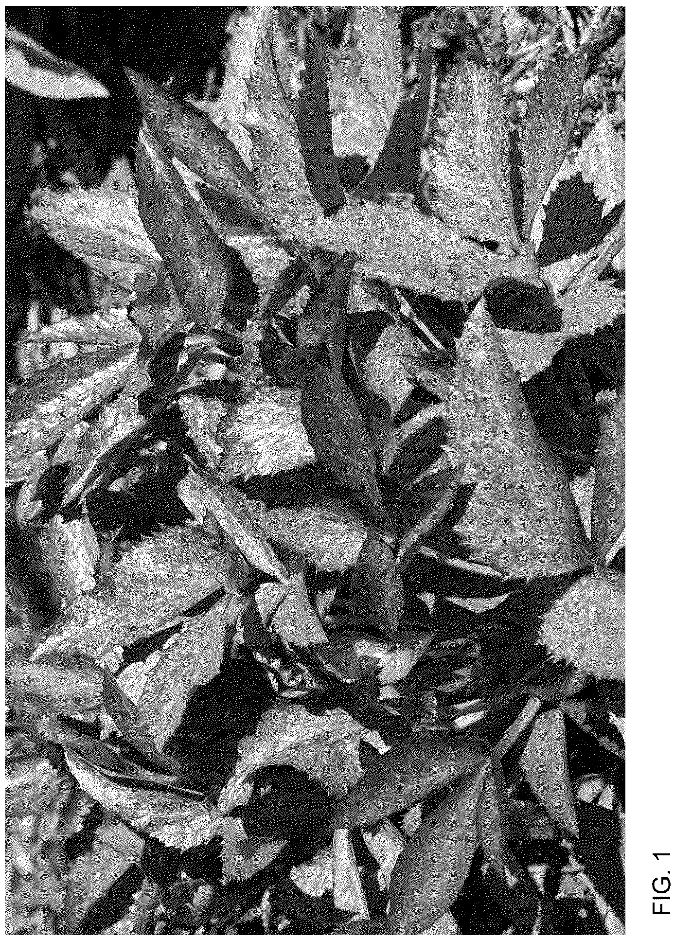 Patent USPP036773 — Helleborus plant named ‘Borusmura38’ — Figure 1