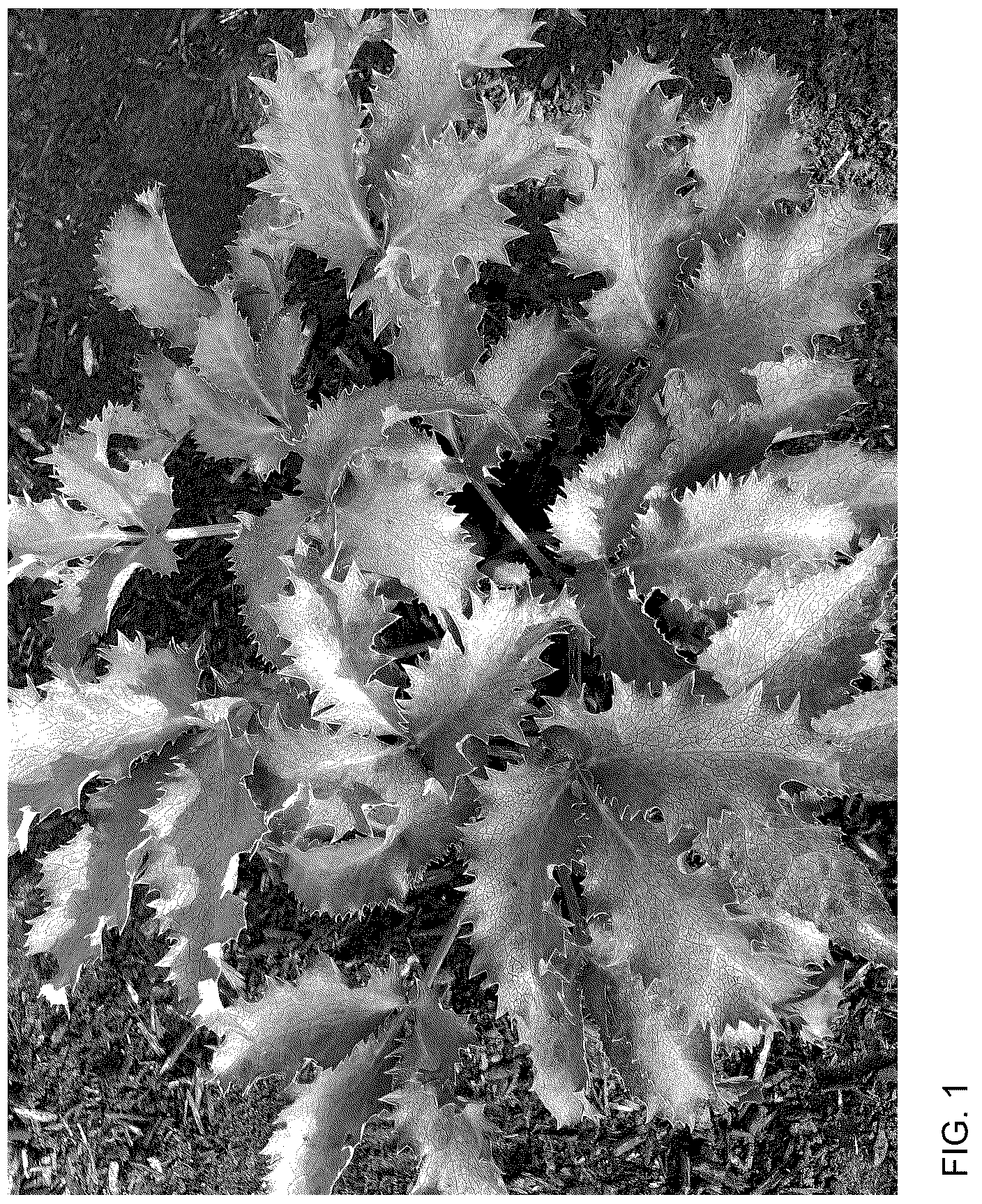 Patent USPP036774 — Helleborus plant named ‘Borusmura40’ — Figure 1