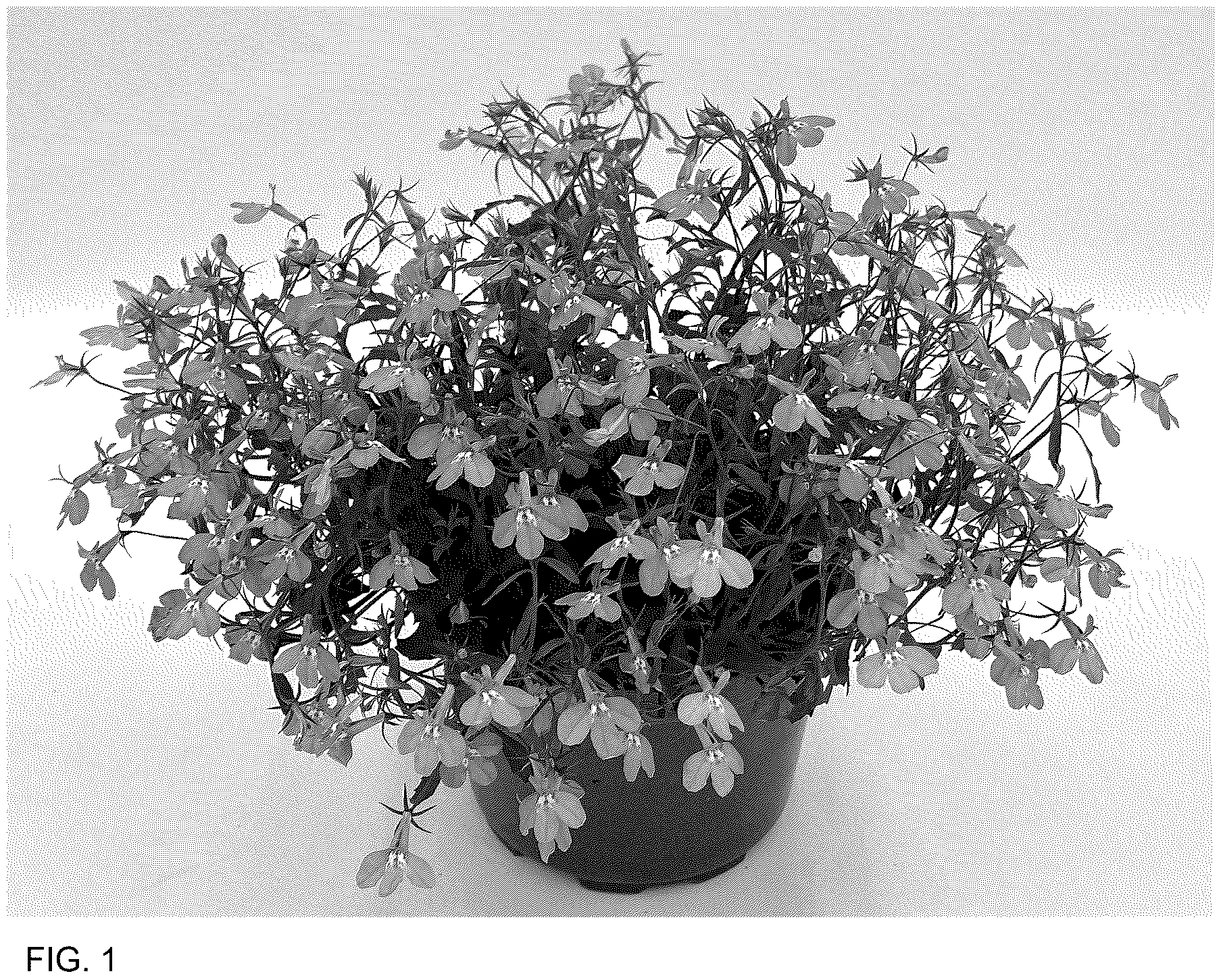 Patent USPP036775 — Lobelia plant named ‘WNLOBLRA26’ — Figure 1