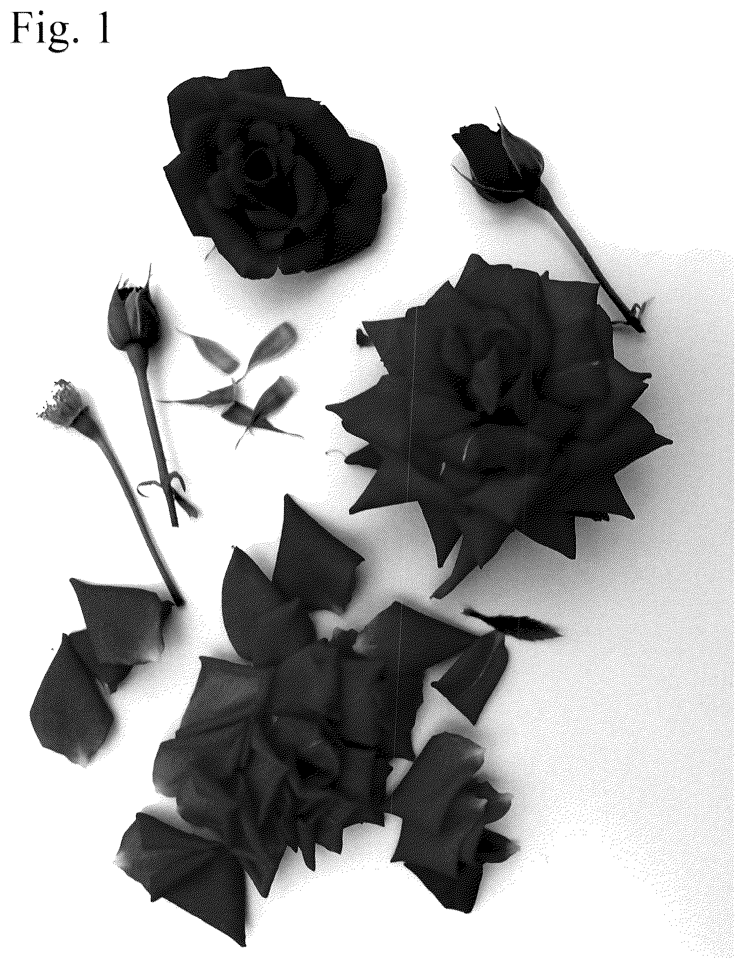 Patent USPP036776 Figure 1 – Rose plant named ‘Poulvic011’