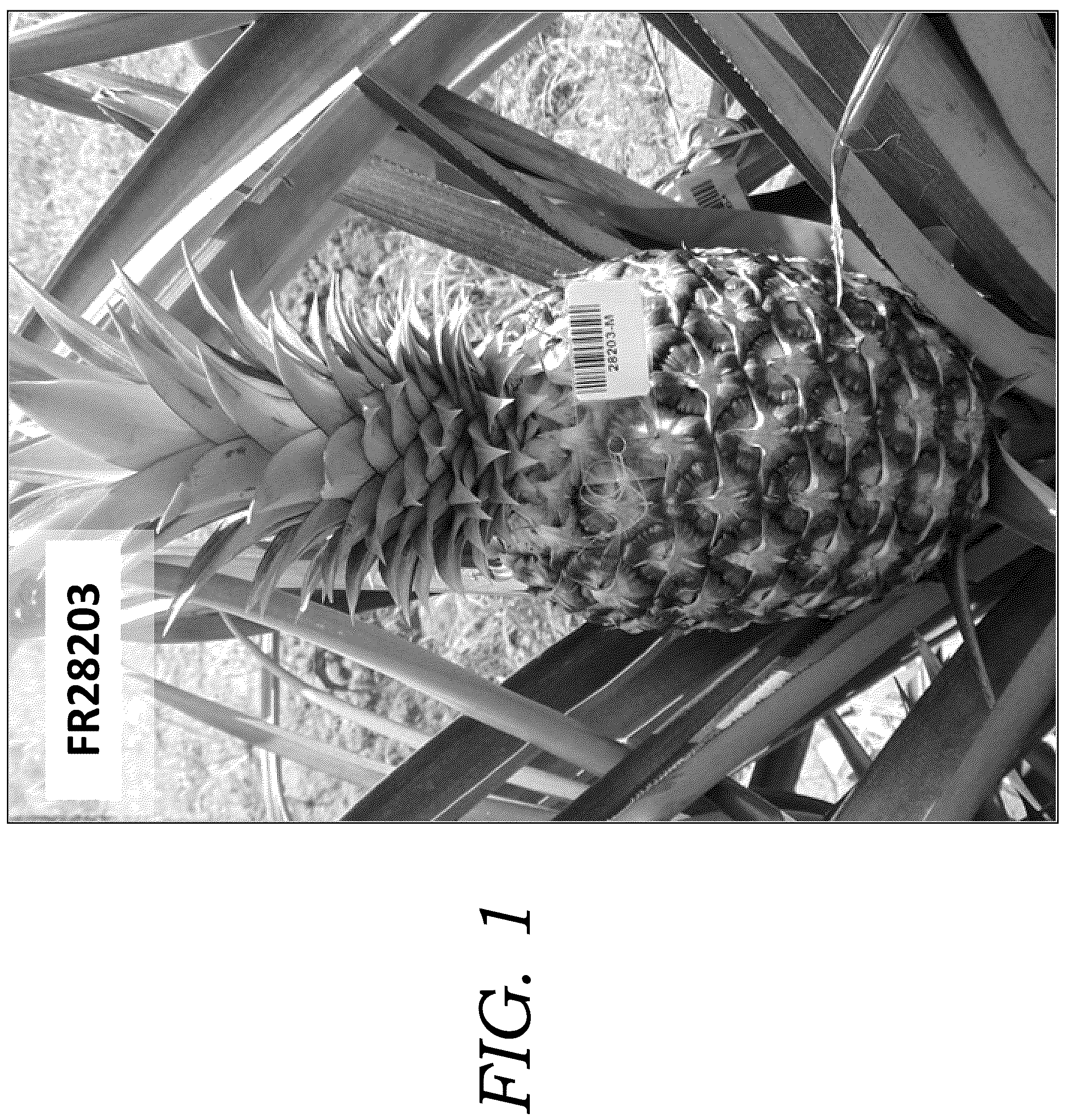 Patent USPP036777 — Pineapple plant named ‘FR28203’ — Figure 1