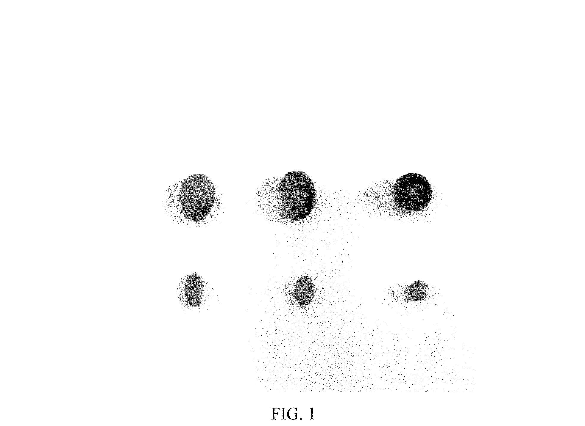 Patent USPP036778 — Olive tree named ‘I 100’ — Figure 1