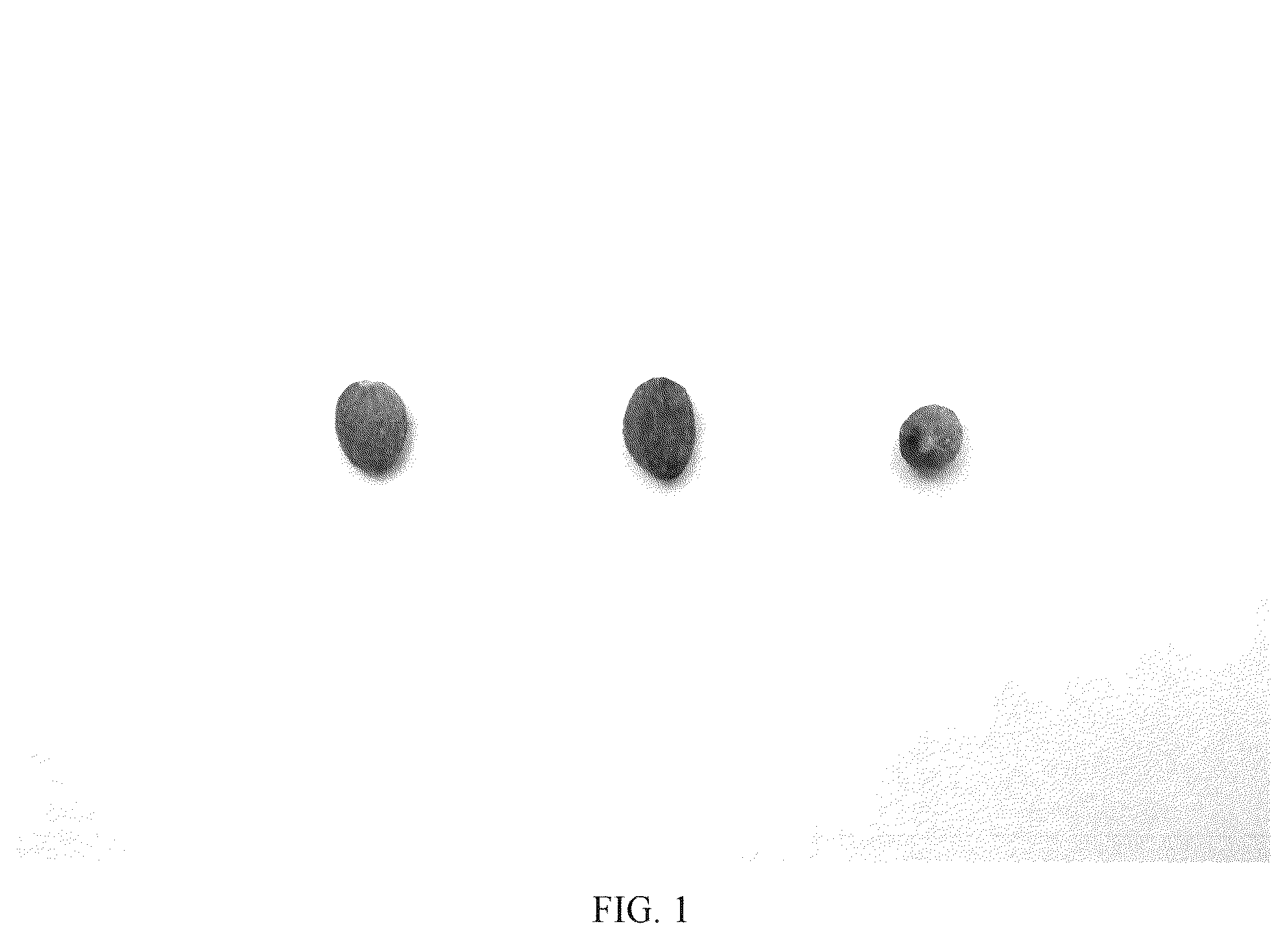 Patent USPP036779 — Olive tree named ‘I 25’ — Figure 1