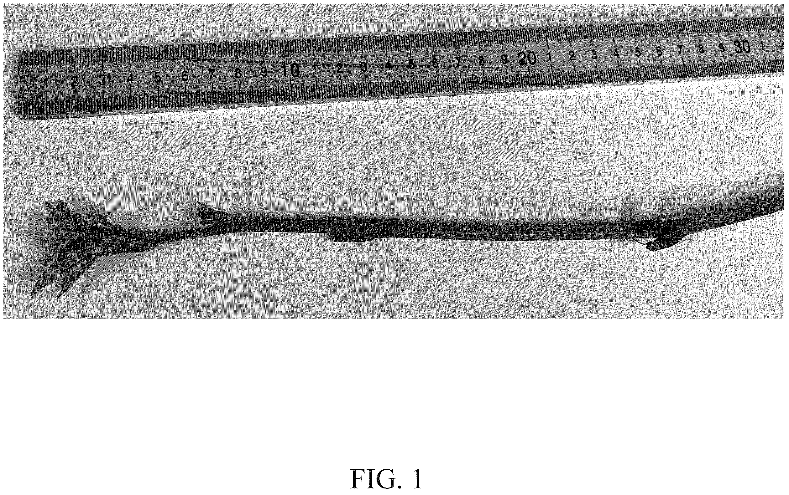 Patent USPP036780 — Blackberry plant named ‘DrisBlackThirtyFour’ — Figure 1