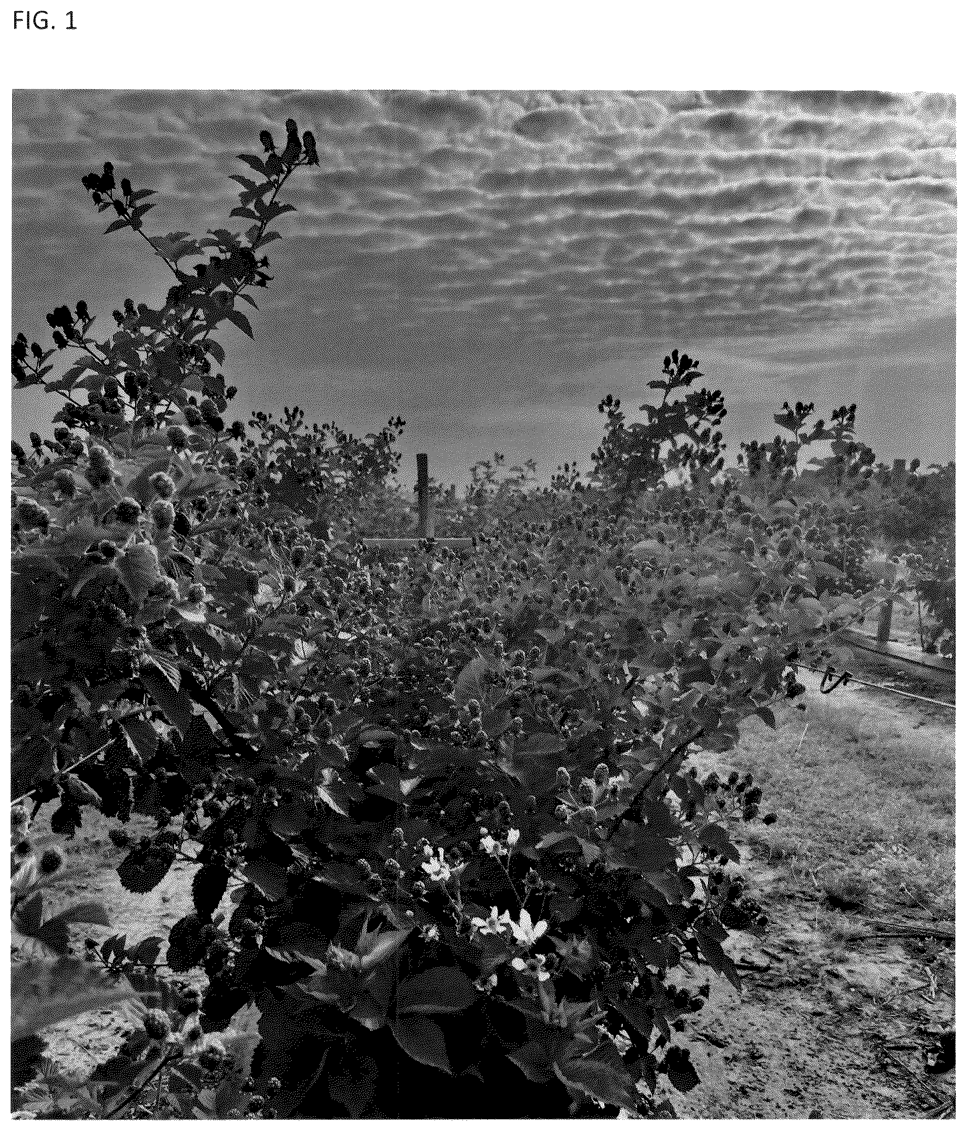 Patent USPP036781 — Blackberry plant named ‘A-2718T’ — Figure 1