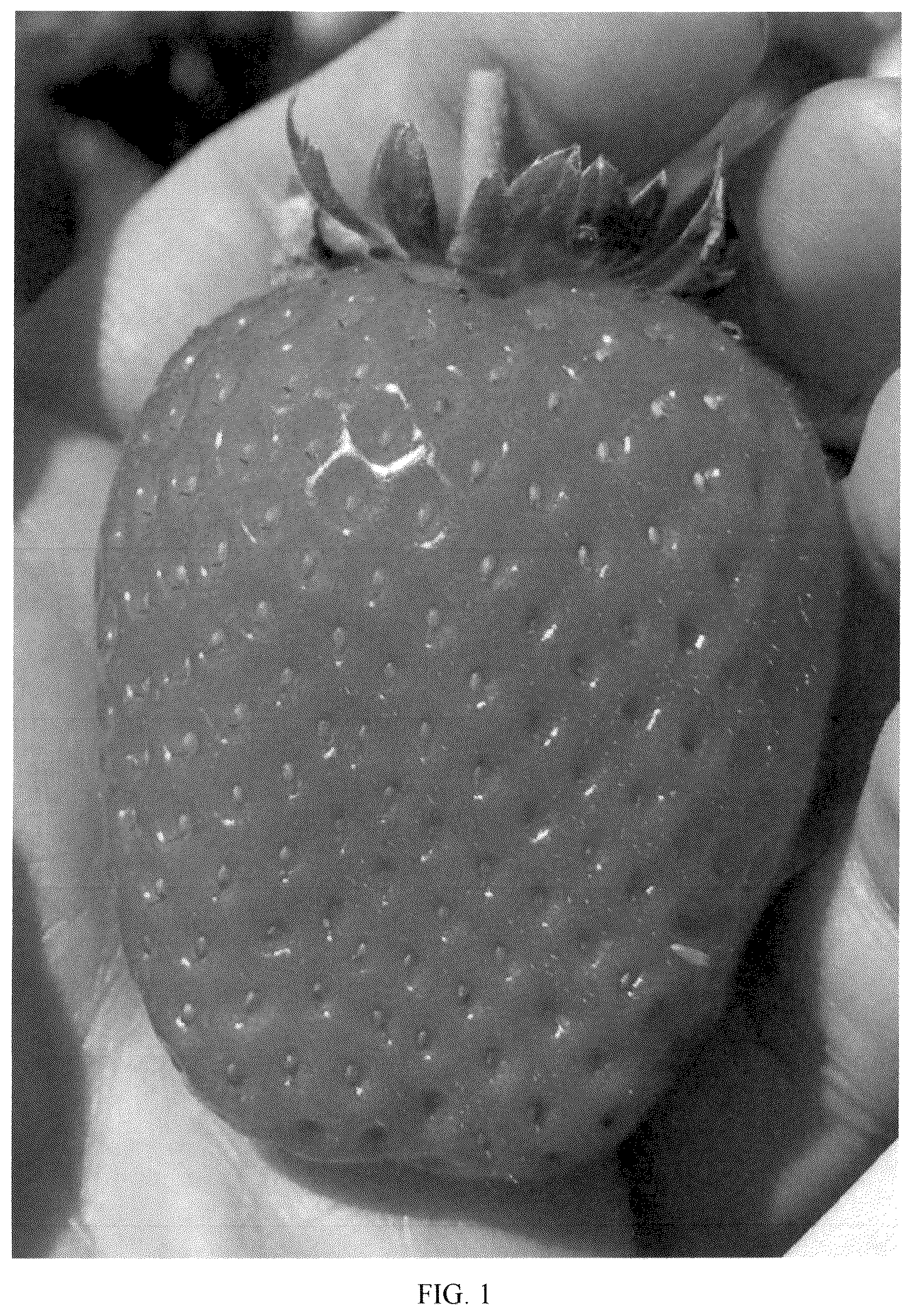 Patent USPP036783 — Strawberry plant named ‘Plared 19140’ — Figure 1