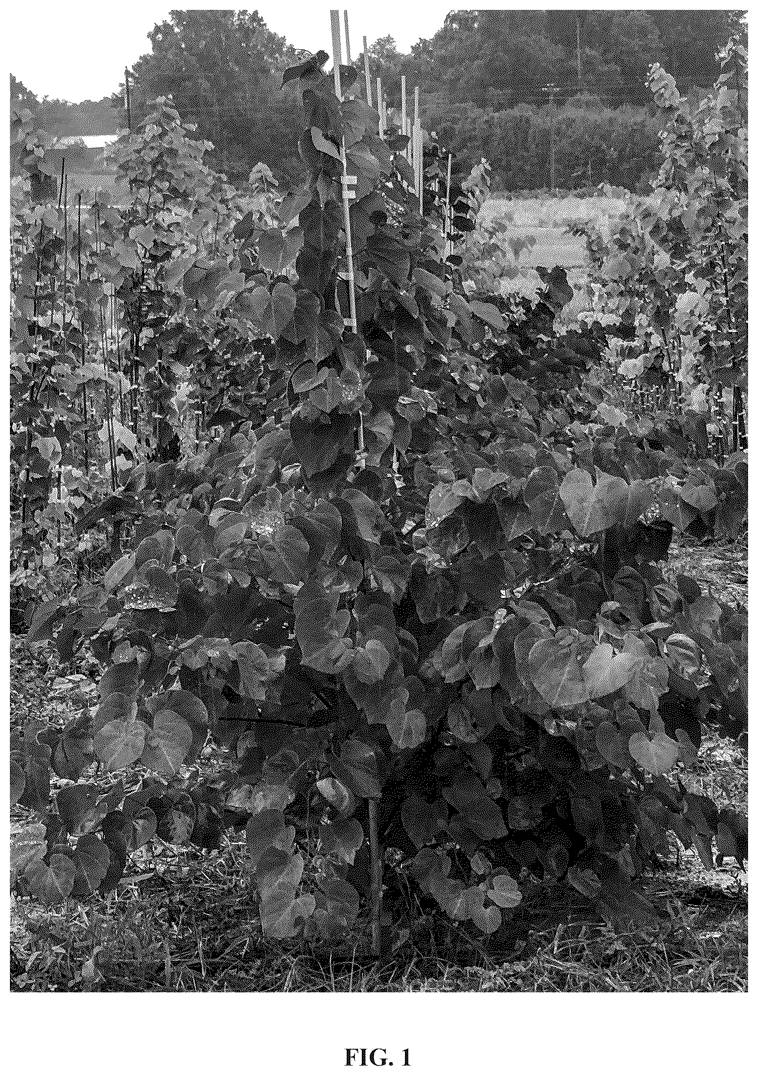 Patent USPP036785 Figure 1 – Cercis plant named ‘JN100’