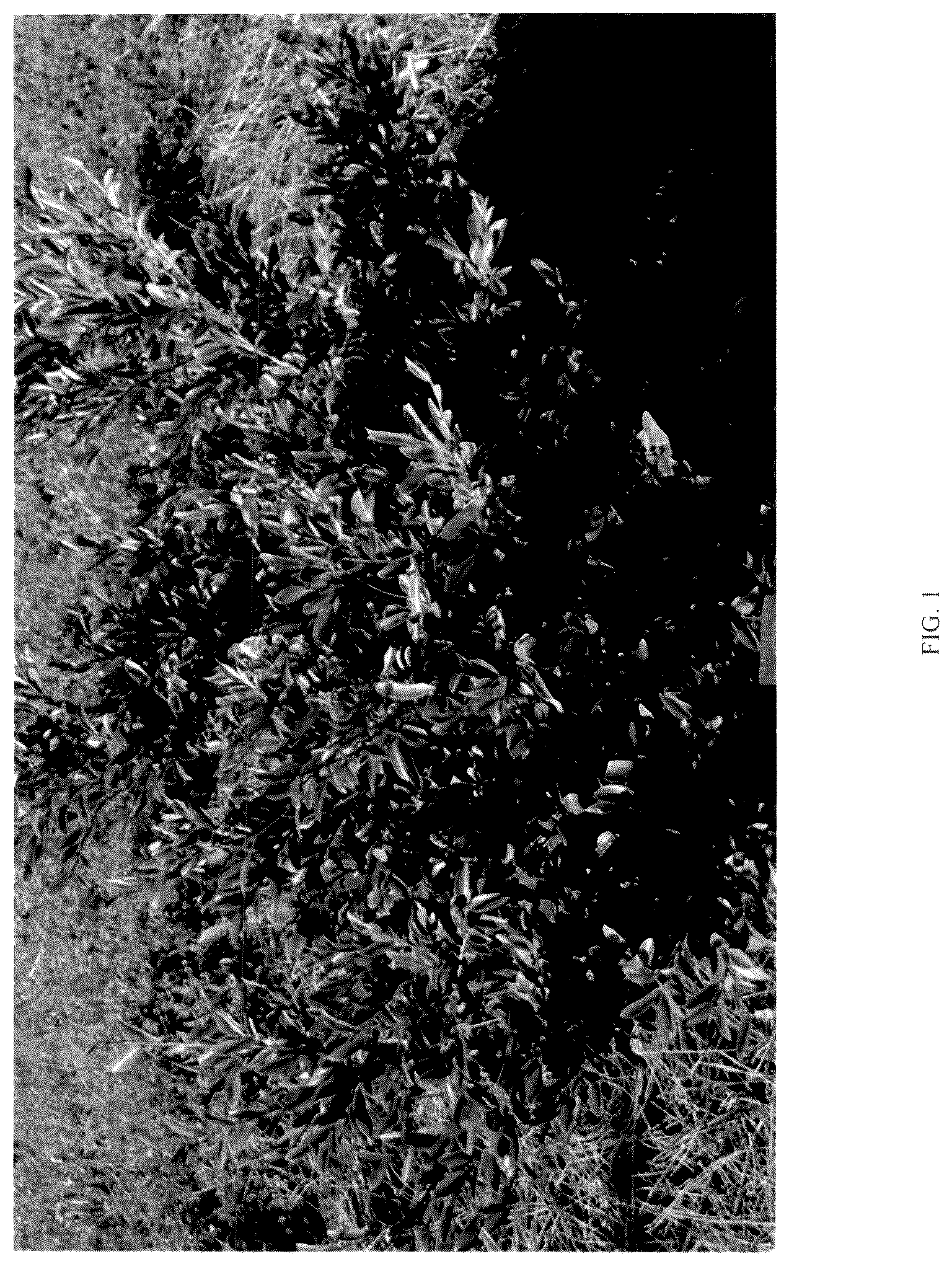Patent USPP036786 — Distylium plant named ‘CG-46-22’ — Figure 1