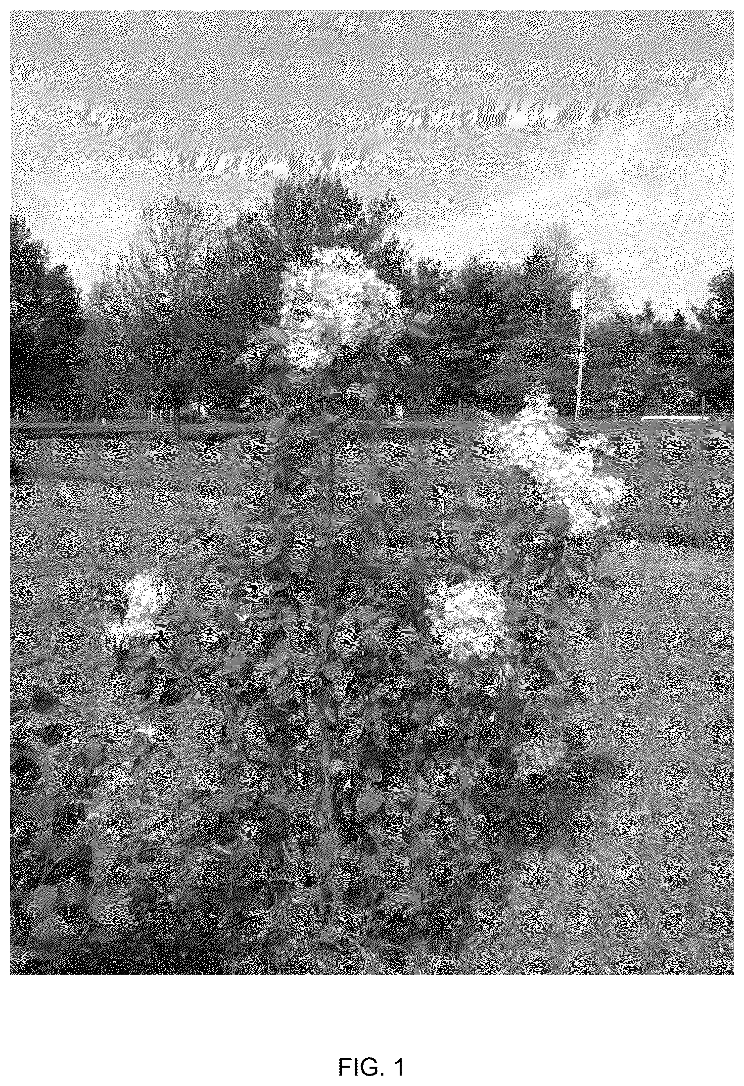 Patent USPP036787 — Syringa plant named ‘G13110’ — Figure 1