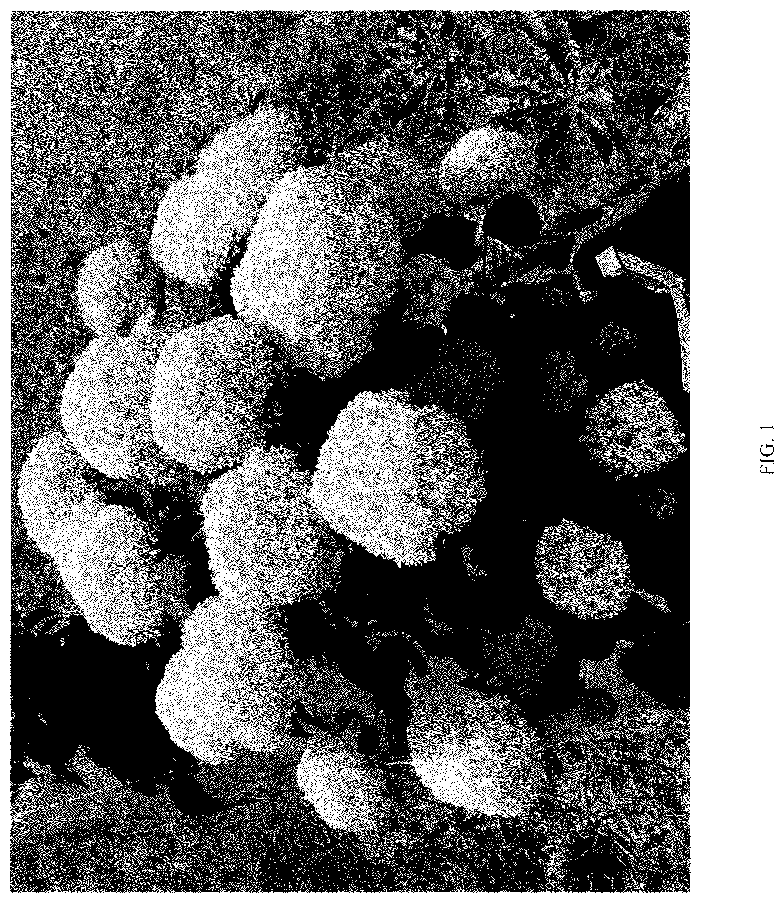 Patent USPP036788 — Hydrangea plant named ‘SMNHAGOV’ — Figure 1